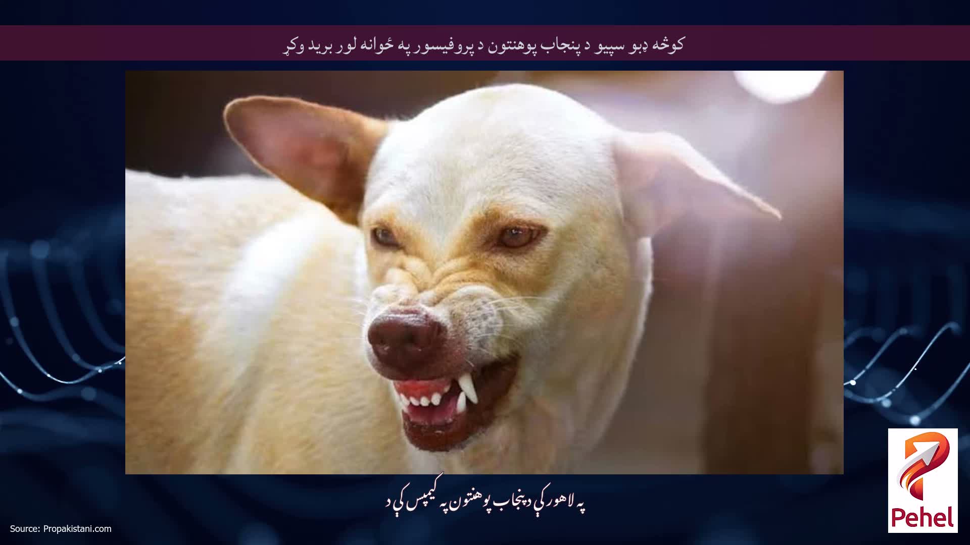 کوڅه ډبو سپیو د پنجاب پوهنتون د پروفیسور په ځوانه لور برید وکړ