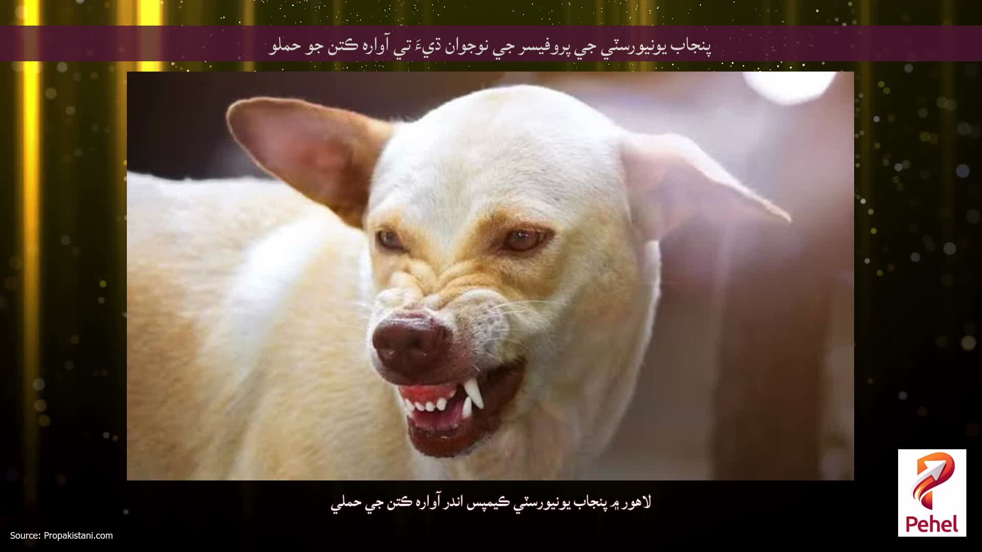 پنجاب يونيورسٽي جي پروفيسر جي نوجوان ڌيءَ تي آواره ڪتن جو حملو