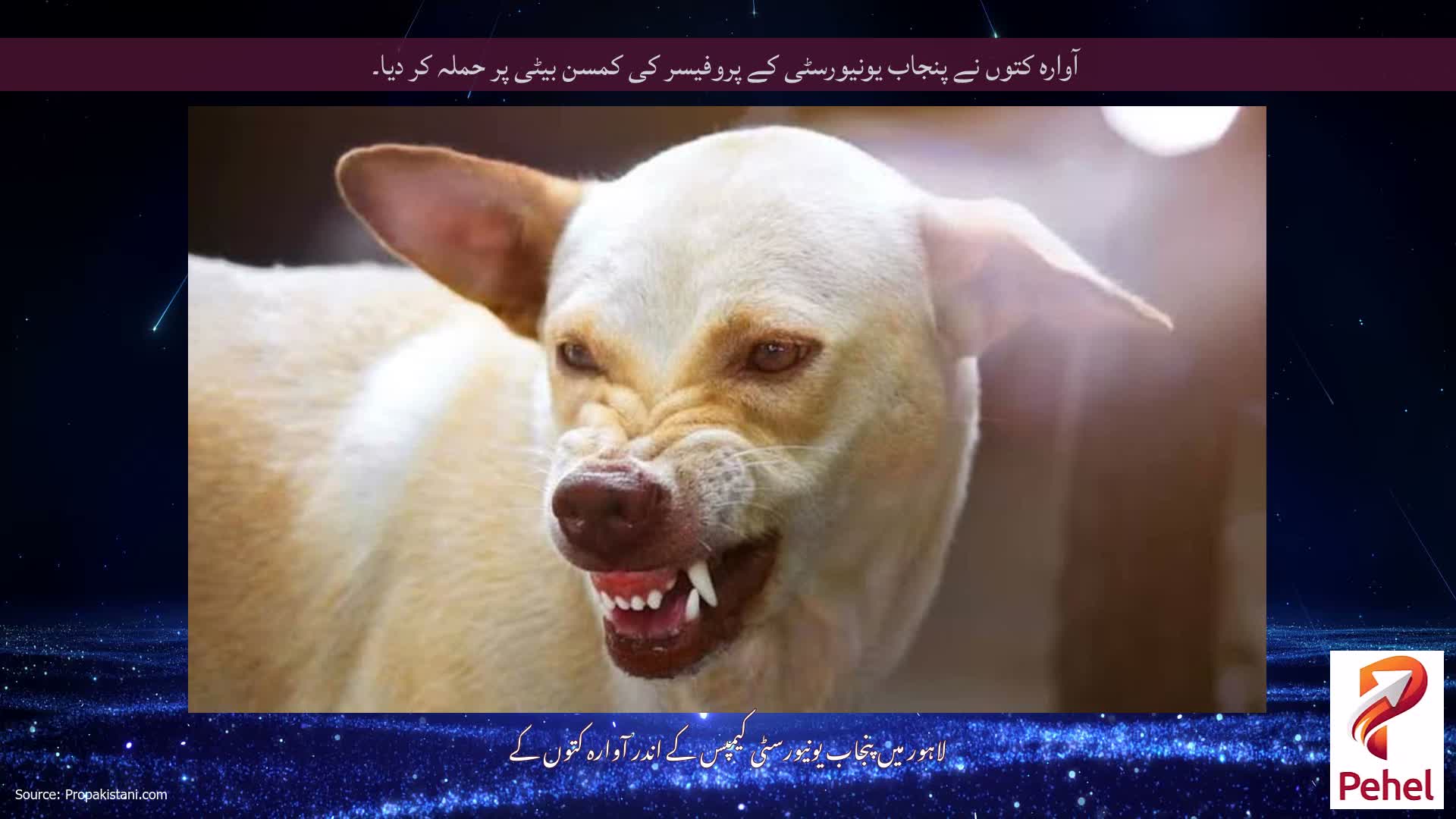 آوارہ کتوں نے پنجاب یونیورسٹی کے پروفیسر کی کمسن بیٹی پر حملہ کر دیا۔