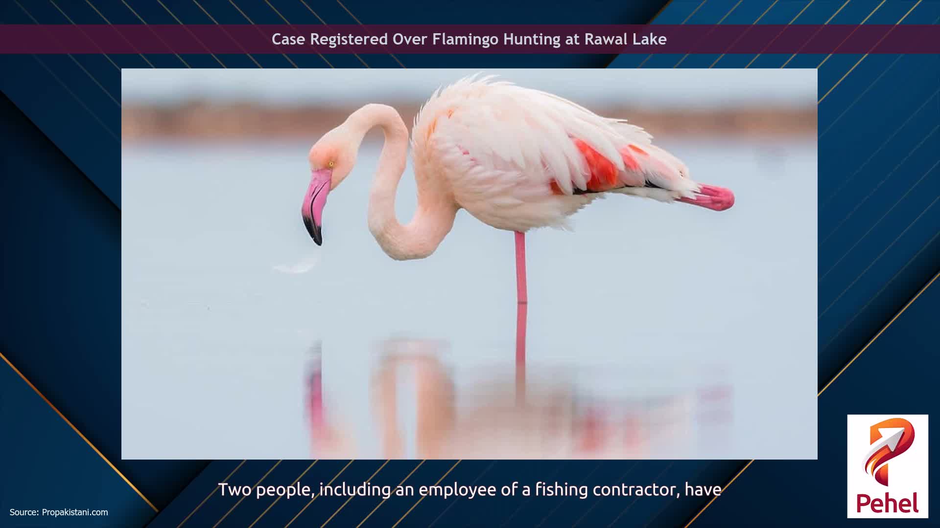 Case Registered Over Flamingo Hunting at Rawal Lake