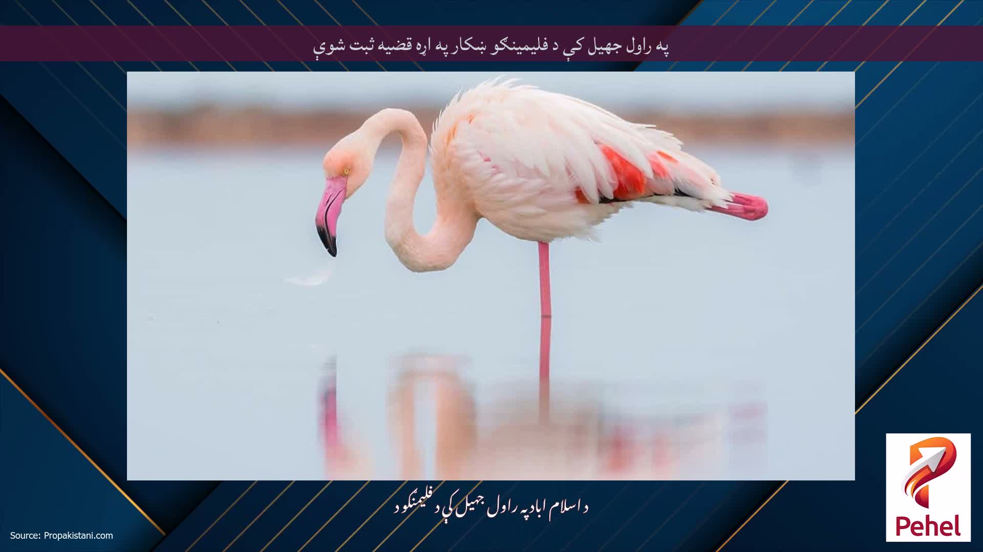 په راول جهيل کې د فلیمینګو ښکار په اړه قضیه ثبت شوې