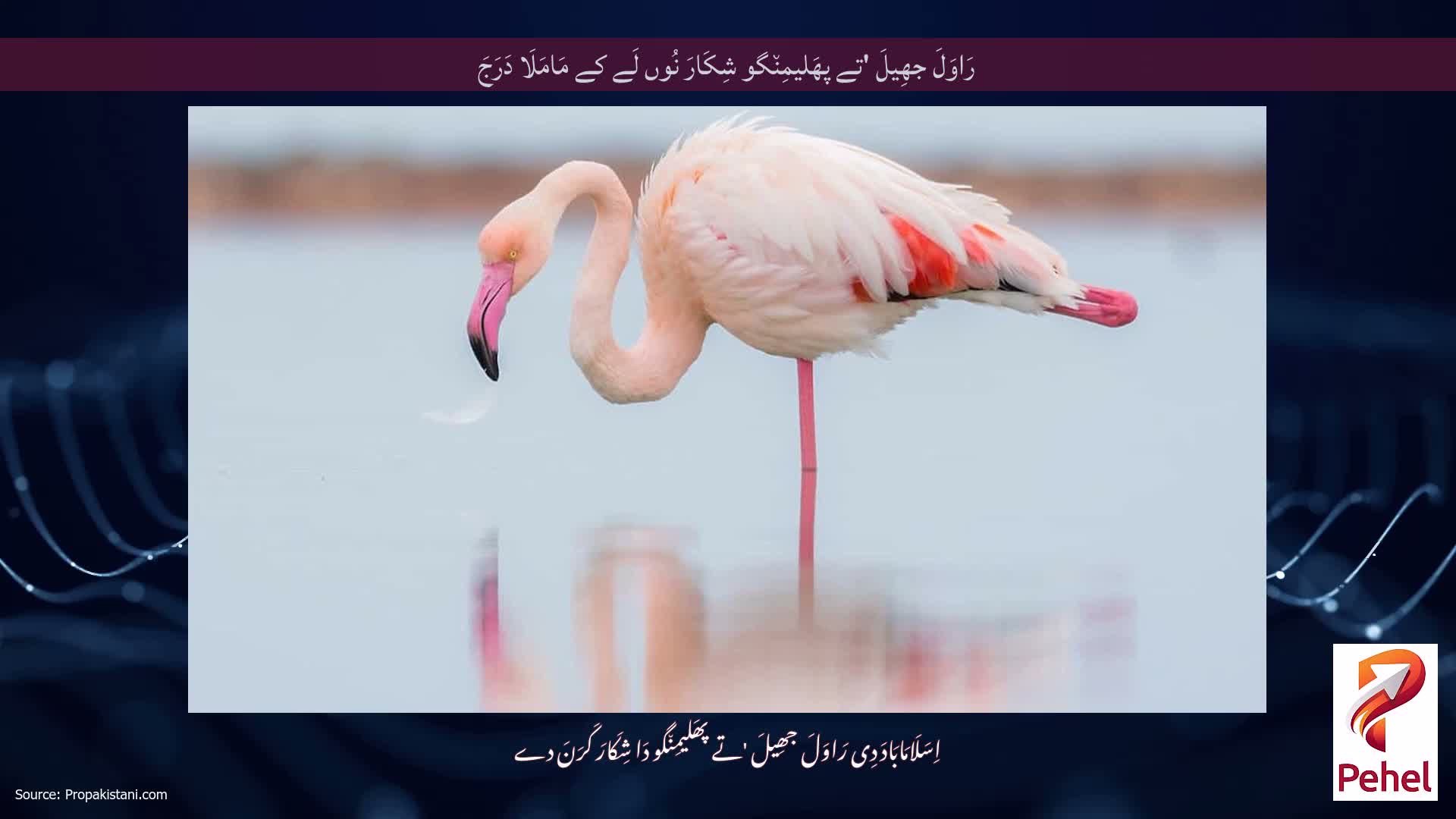رَاوَلَ جھِیلَ 'تے پھَلیمِن٘گو شِکَارَ نُوں لَے کے مَامَلَا دَرَجَ