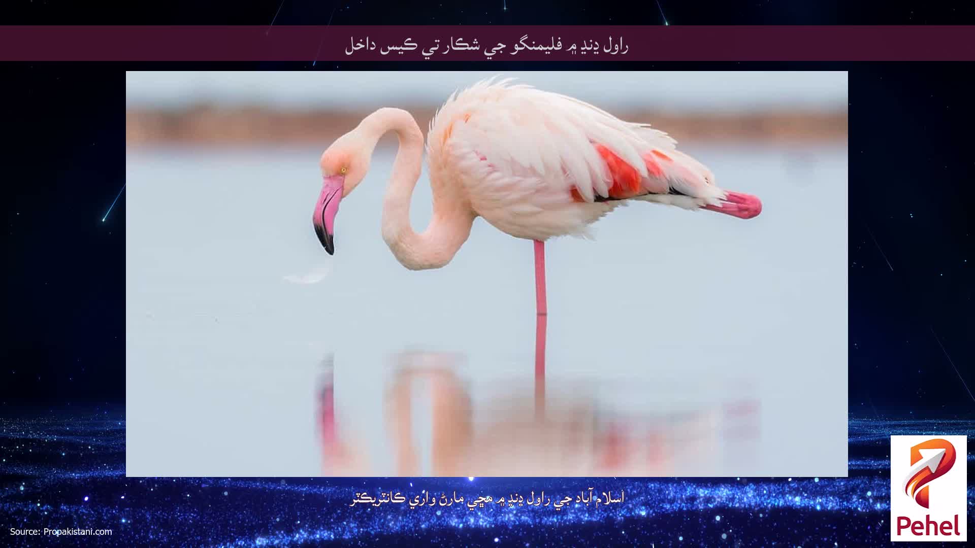راول ڍنڍ ۾ فليمنگو جي شڪار تي ڪيس داخل