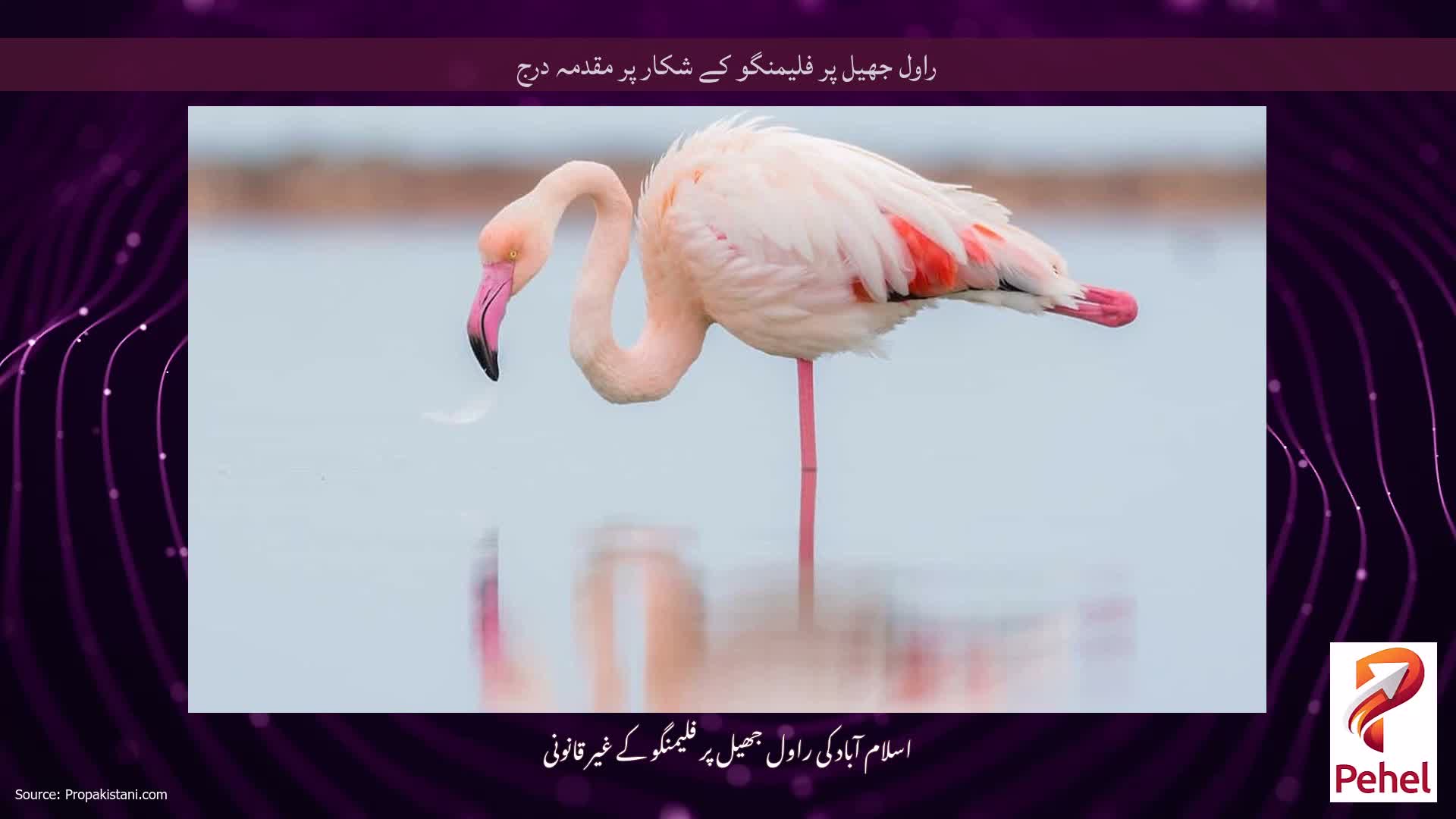 راول جھیل پر فلیمنگو کے شکار پر مقدمہ درج