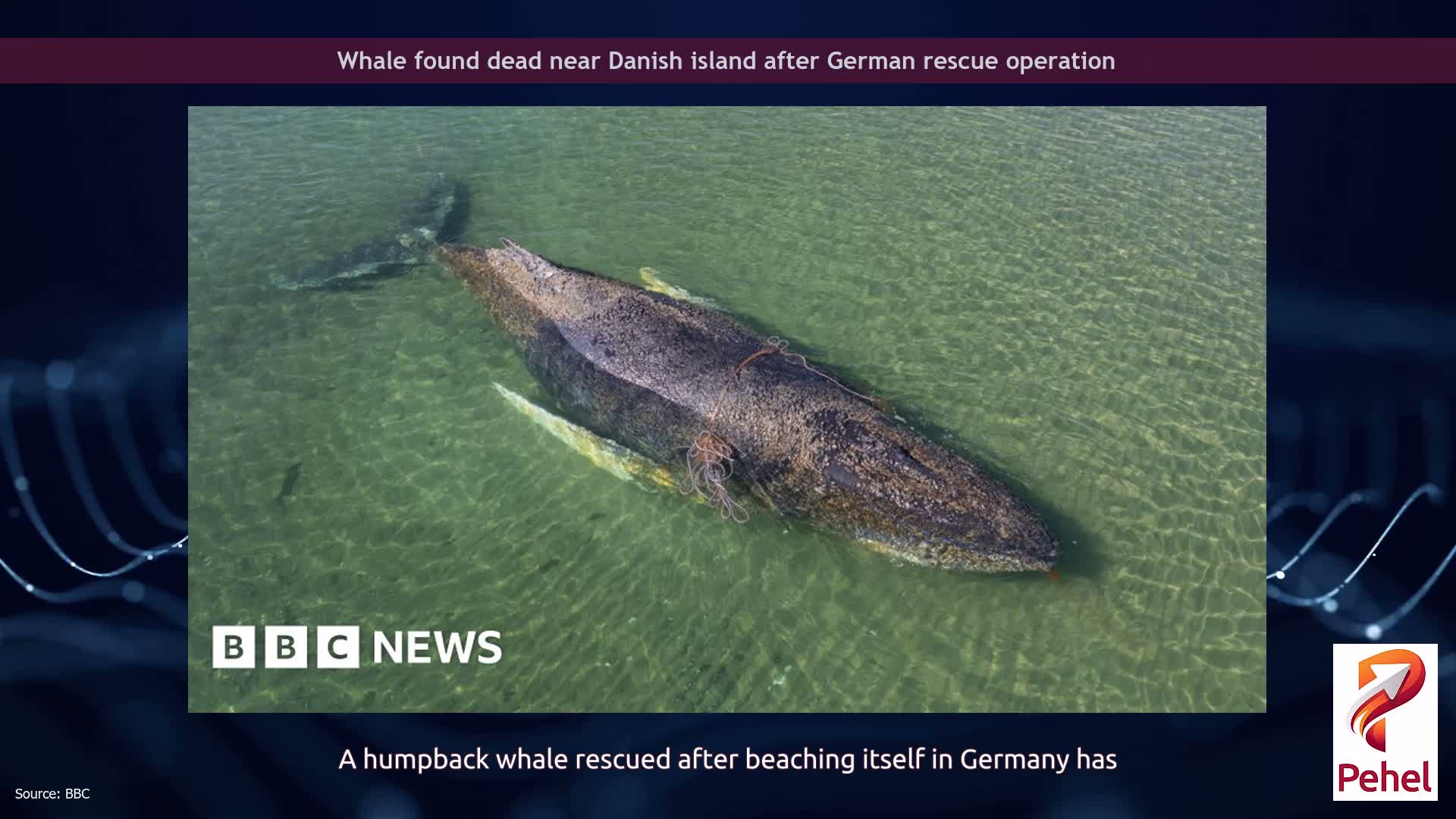 Whale found dead near Danish island after German rescue operation