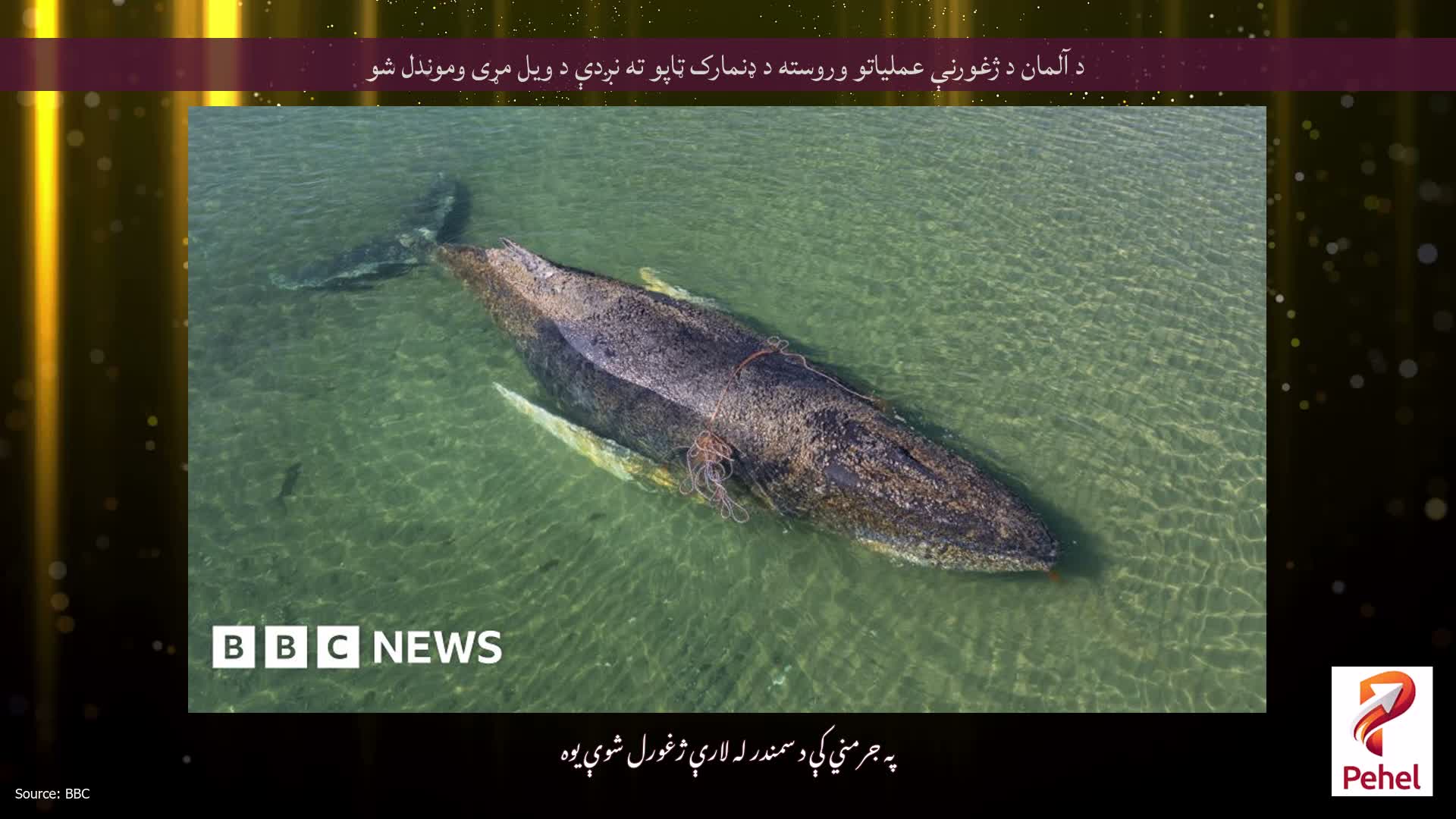 د آلمان د ژغورنې عملیاتو وروسته د ډنمارک ټاپو ته نږدې د ویل مړی وموندل شو