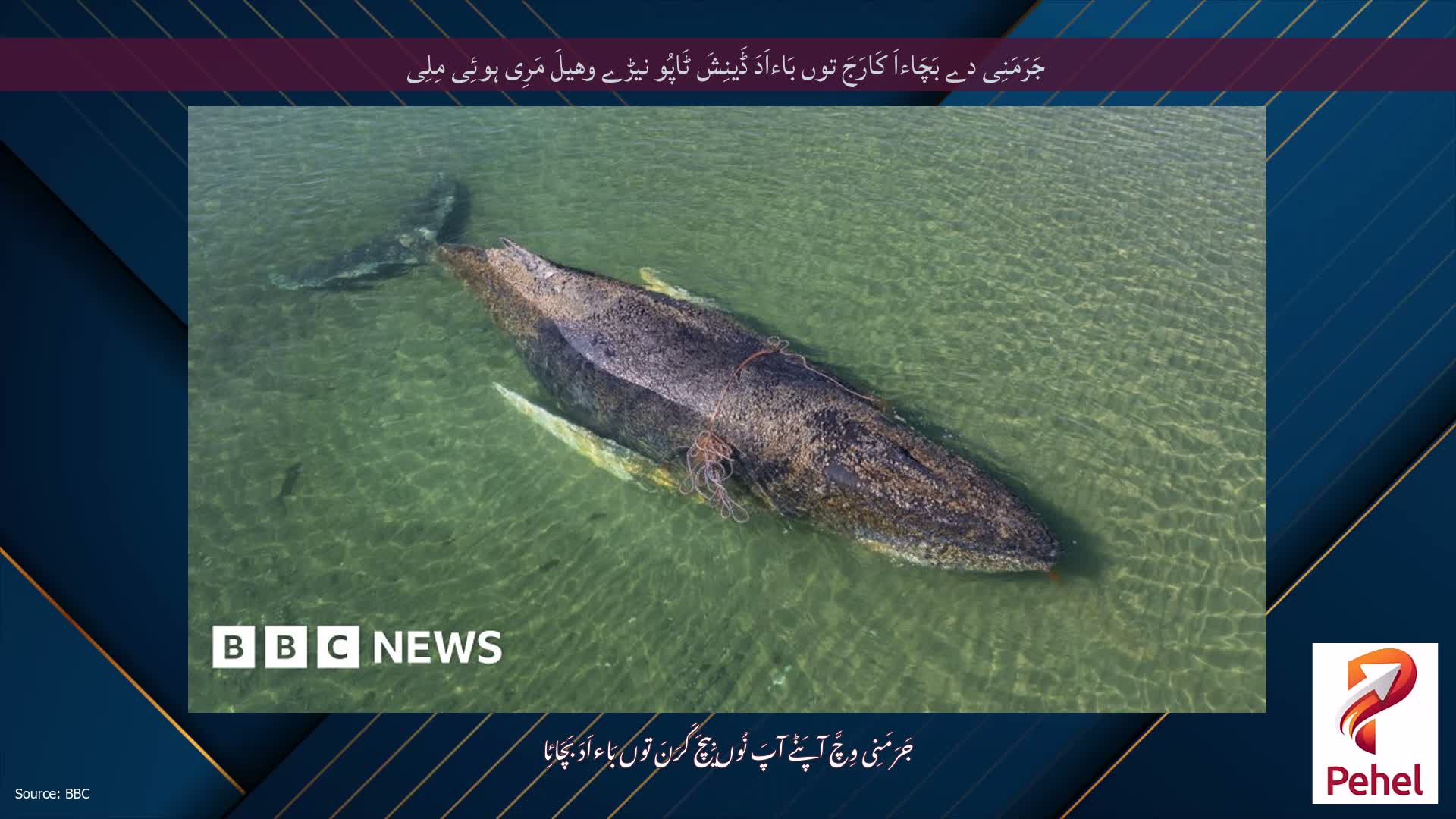 جَرَمَنِی دے بَچَاءاَ کَارَجَ توں بَاءاَدَ ڈَینِشَ ٹَاپُو نیڑے وھیلَ مَرِی ہوئِی مِلِی