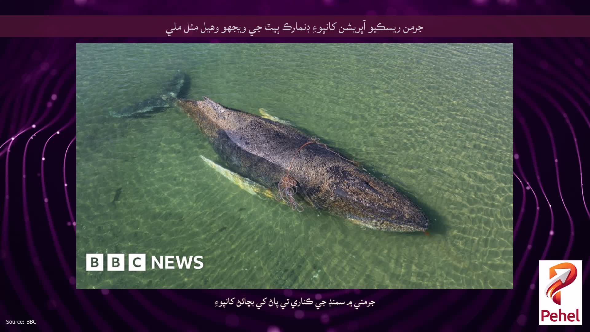 جرمن ريسڪيو آپريشن کانپوءِ ڊنمارڪ ٻيٽ جي ويجهو وهيل مئل ملي