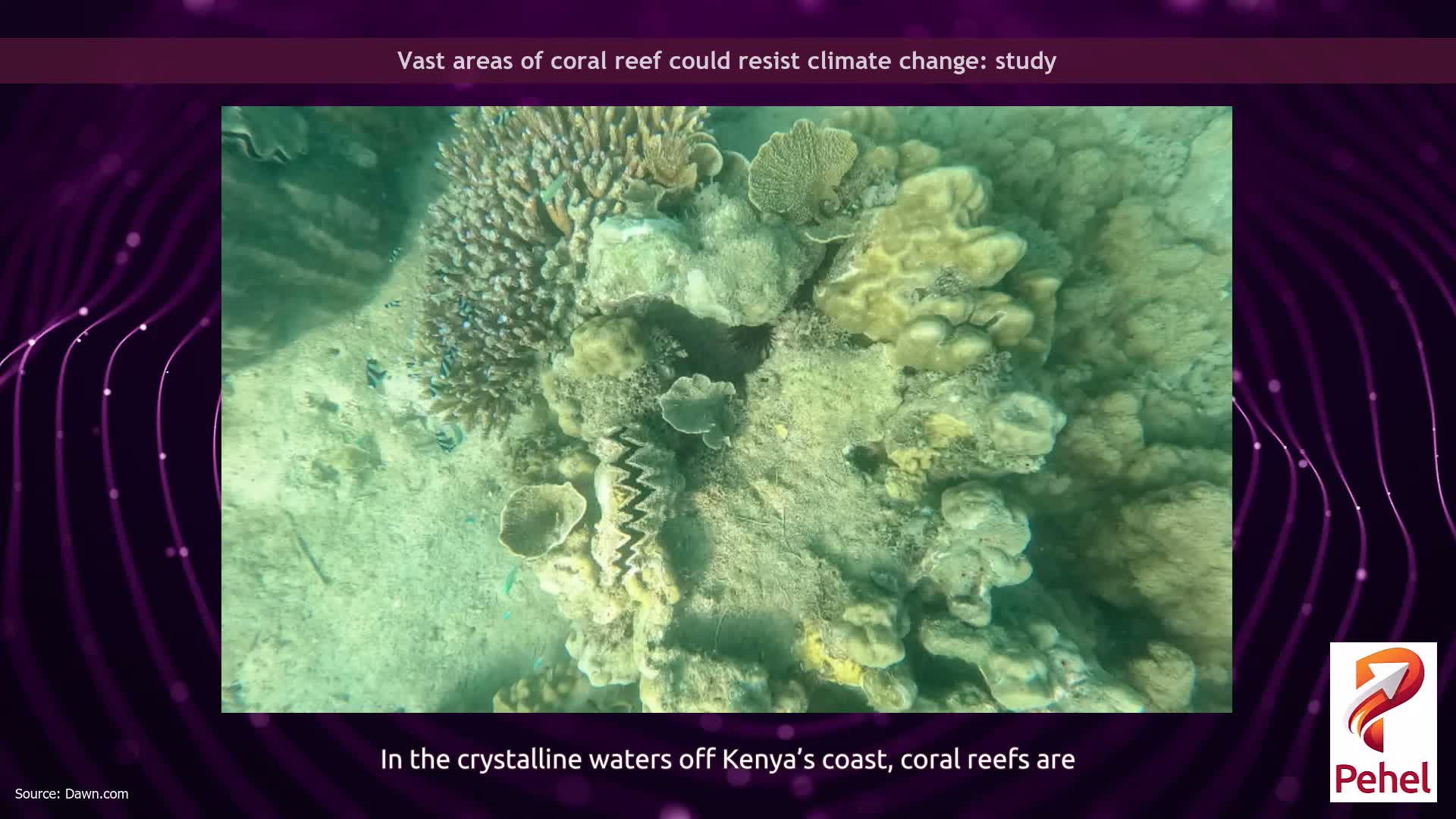 Vast areas of coral reef could resist climate change: study