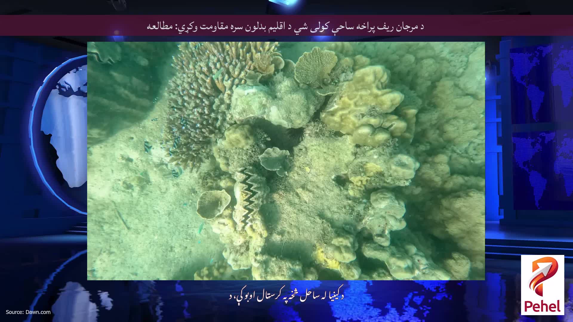 د مرجان ریف پراخه ساحې کولی شي د اقلیم بدلون سره مقاومت وکړي: مطالعه