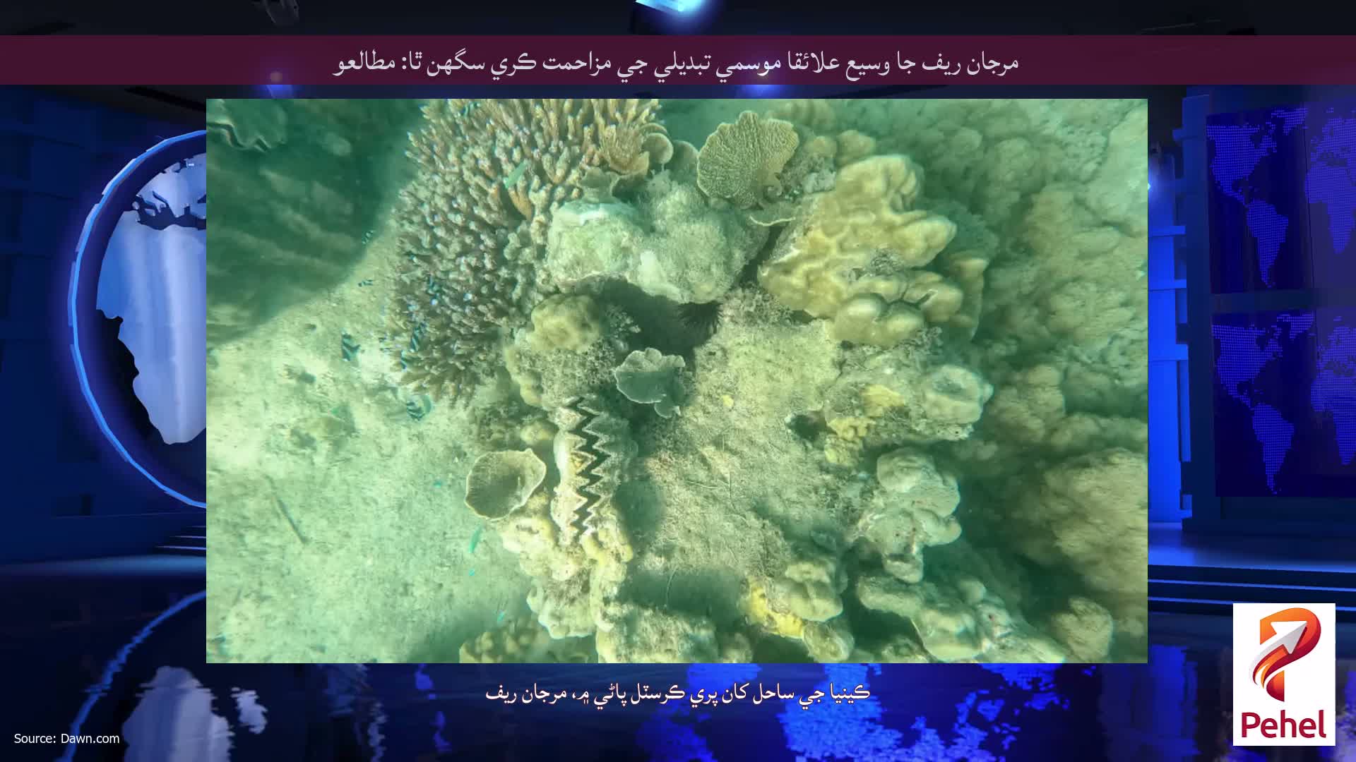 مرجان ريف جا وسيع علائقا موسمي تبديلي جي مزاحمت ڪري سگھن ٿا: مطالعو