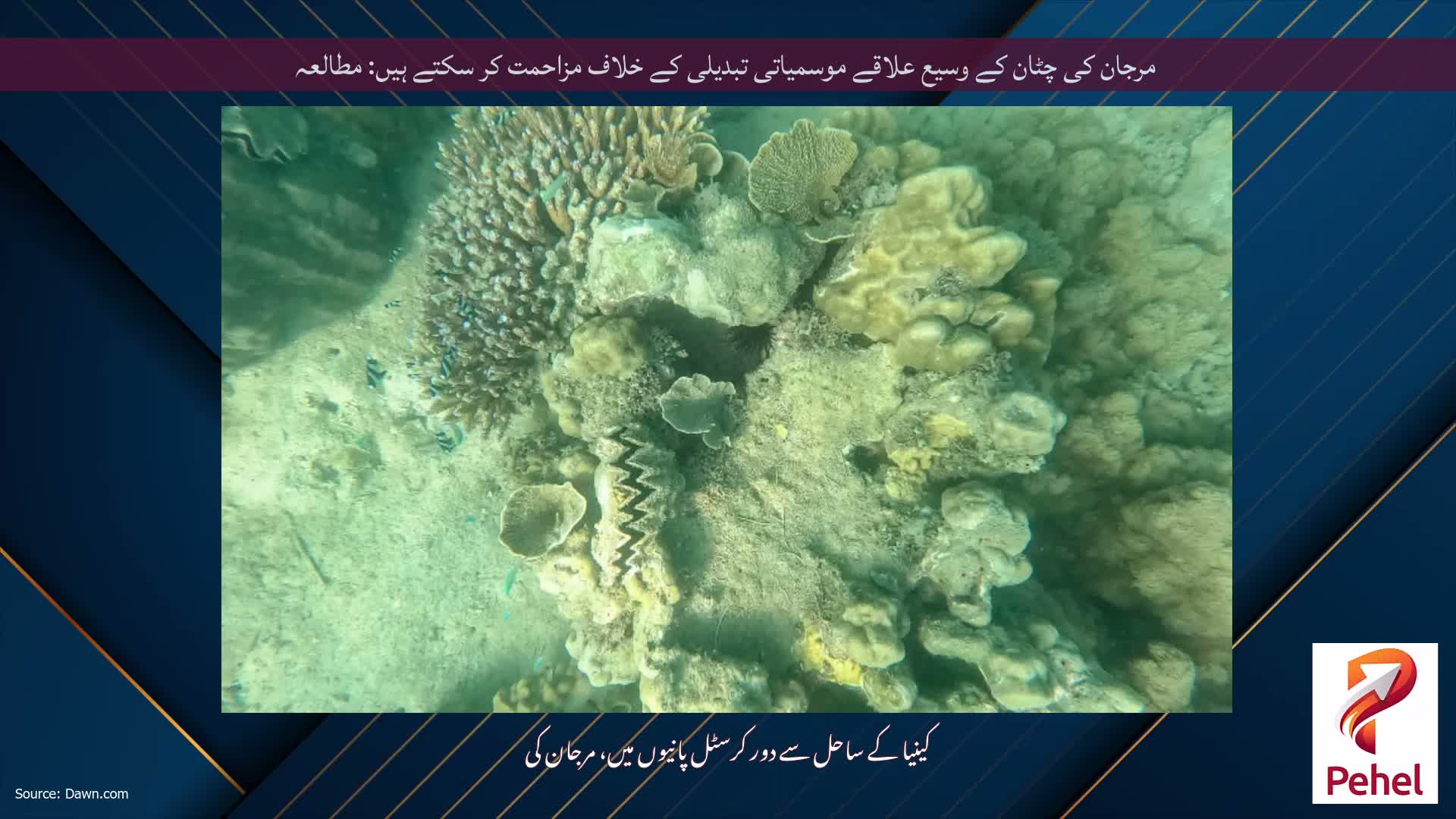 مرجان کی چٹان کے وسیع علاقے موسمیاتی تبدیلی کے خلاف مزاحمت کر سکتے ہیں: مطالعہ