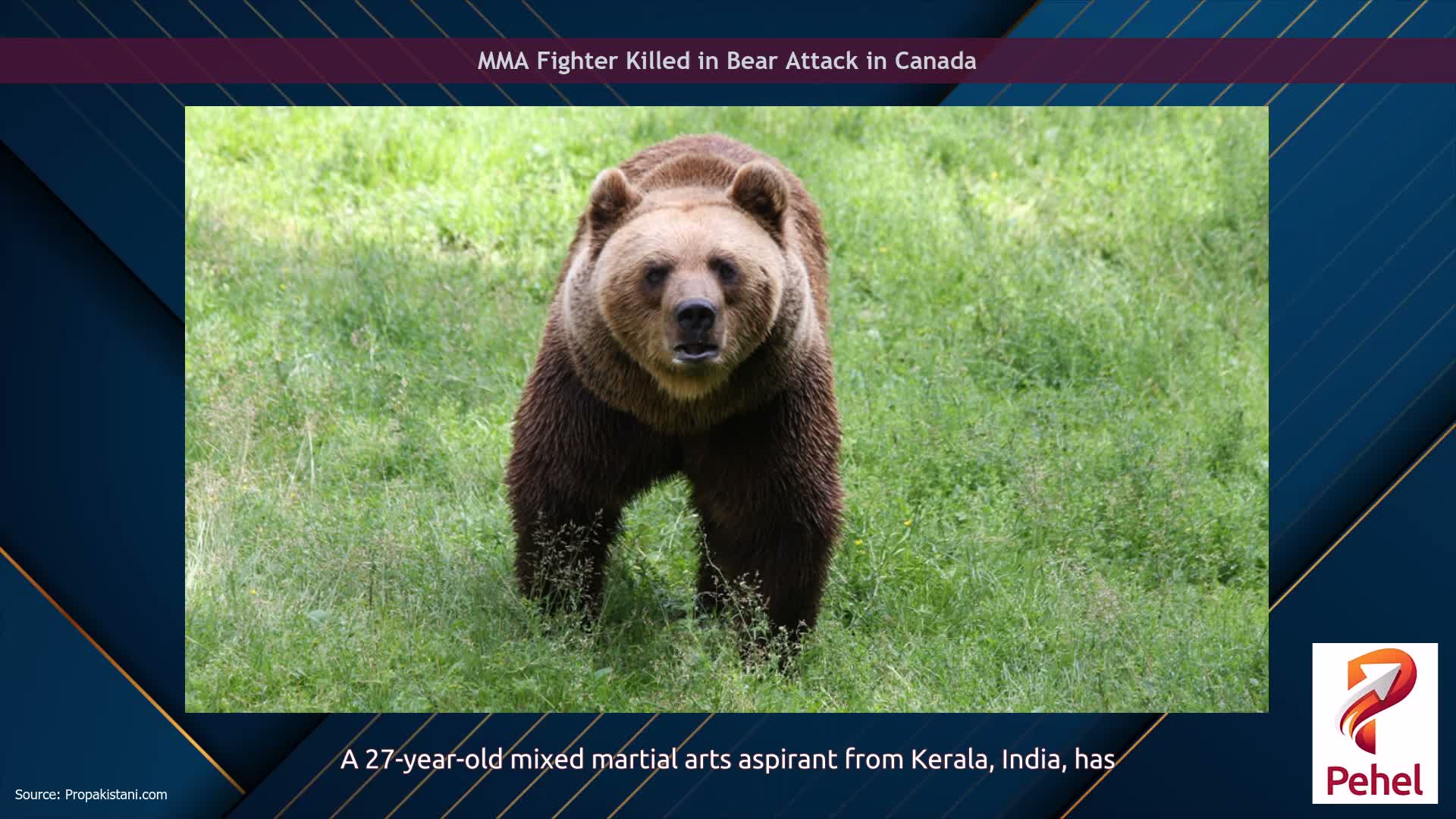 MMA Fighter Killed in Bear Attack in Canada