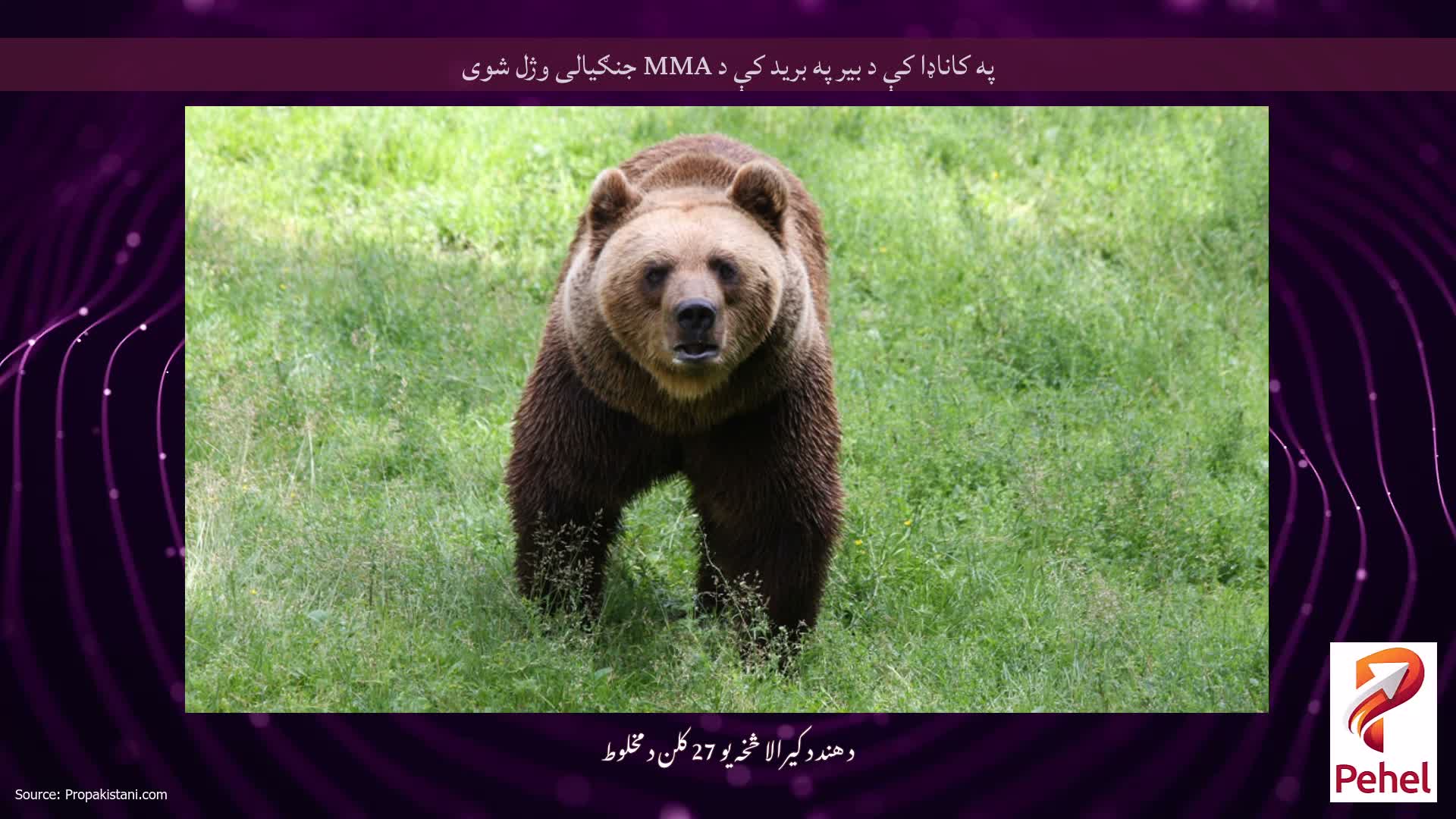 په کاناډا کې د بیر په برید کې د MMA جنګیالی وژل شوی
