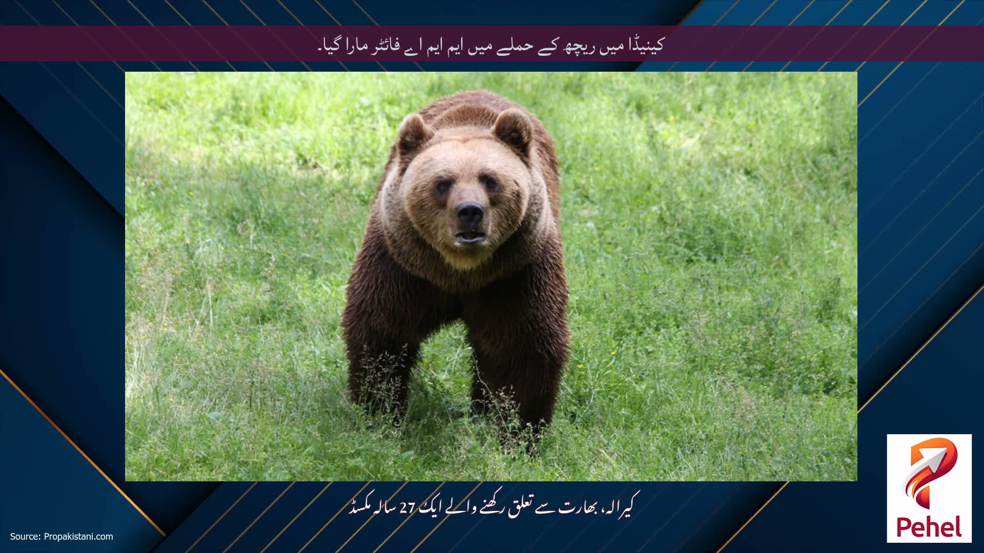 کینیڈا میں ریچھ کے حملے میں ایم ایم اے فائٹر مارا گیا۔