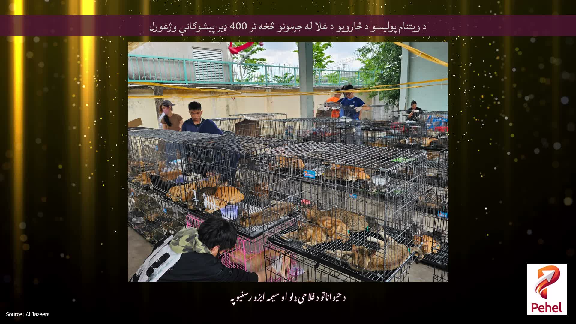 د ویتنام پولیسو د څارویو د غلا له جرمونو څخه تر 400 ډیر پیشوګانې وژغورل