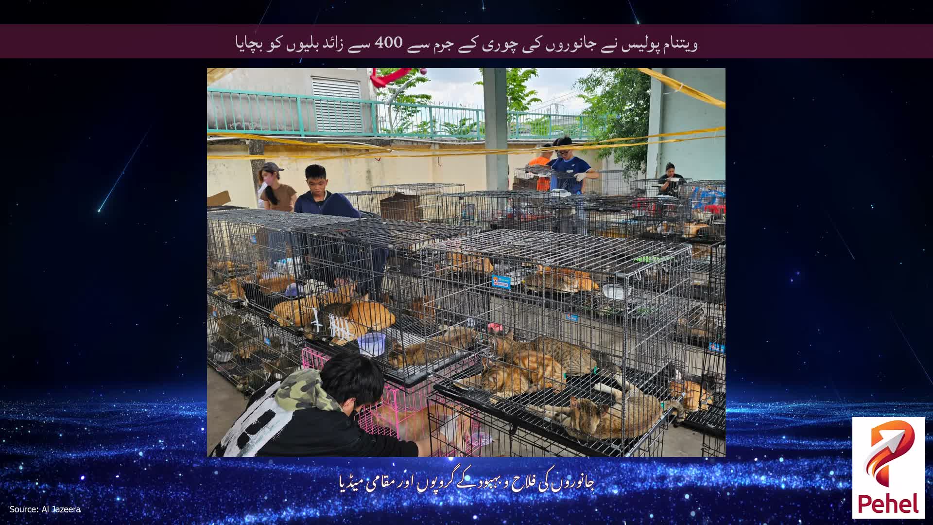 ویتنام پولیس نے جانوروں کی چوری کے جرم سے 400 سے زائد بلیوں کو بچایا