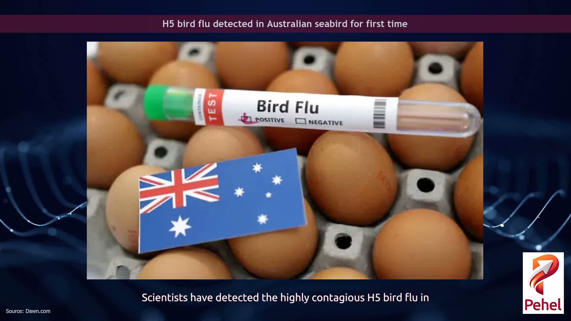 H5 bird flu detected in Australian seabird for first time