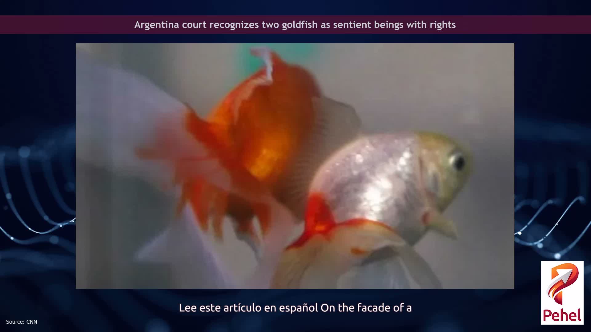 Argentina court recognizes two goldfish as sentient beings with rights