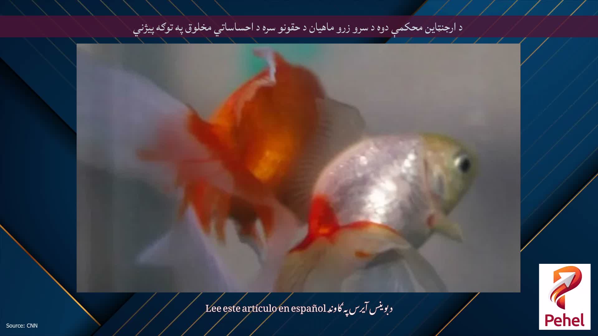 د ارجنټاین محکمې دوه د سرو زرو ماهیان د حقونو سره د احساساتي مخلوق په توګه پیژني