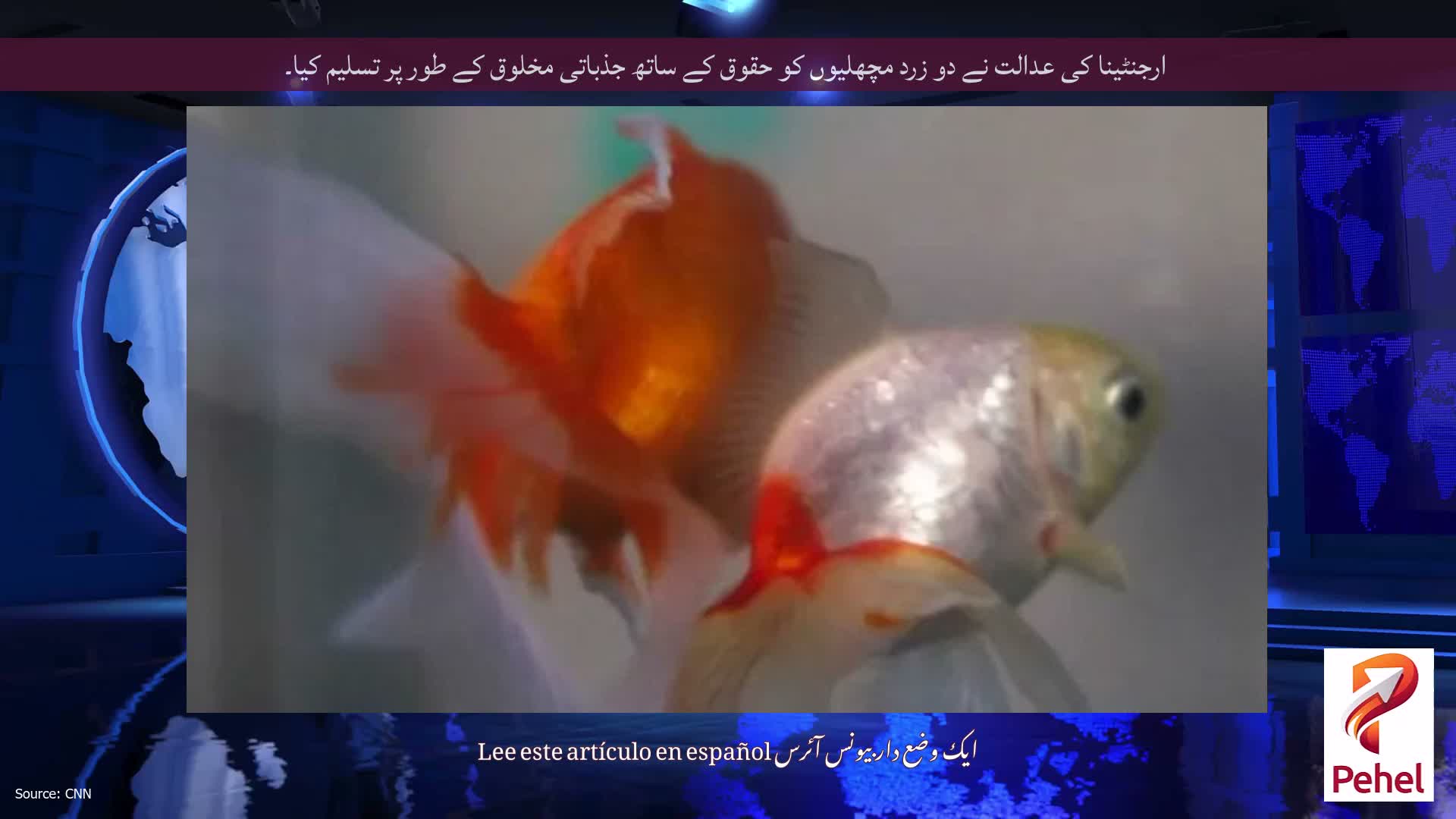 ارجنٹینا کی عدالت نے دو زرد مچھلیوں کو حقوق کے ساتھ جذباتی مخلوق کے طور پر تسلیم کیا۔
