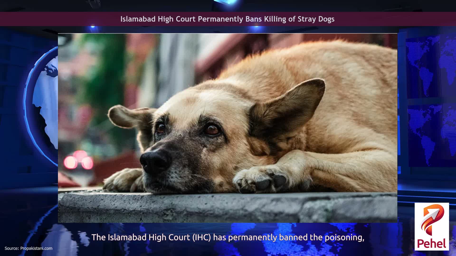 Islamabad High Court Permanently Bans Killing of Stray Dogs