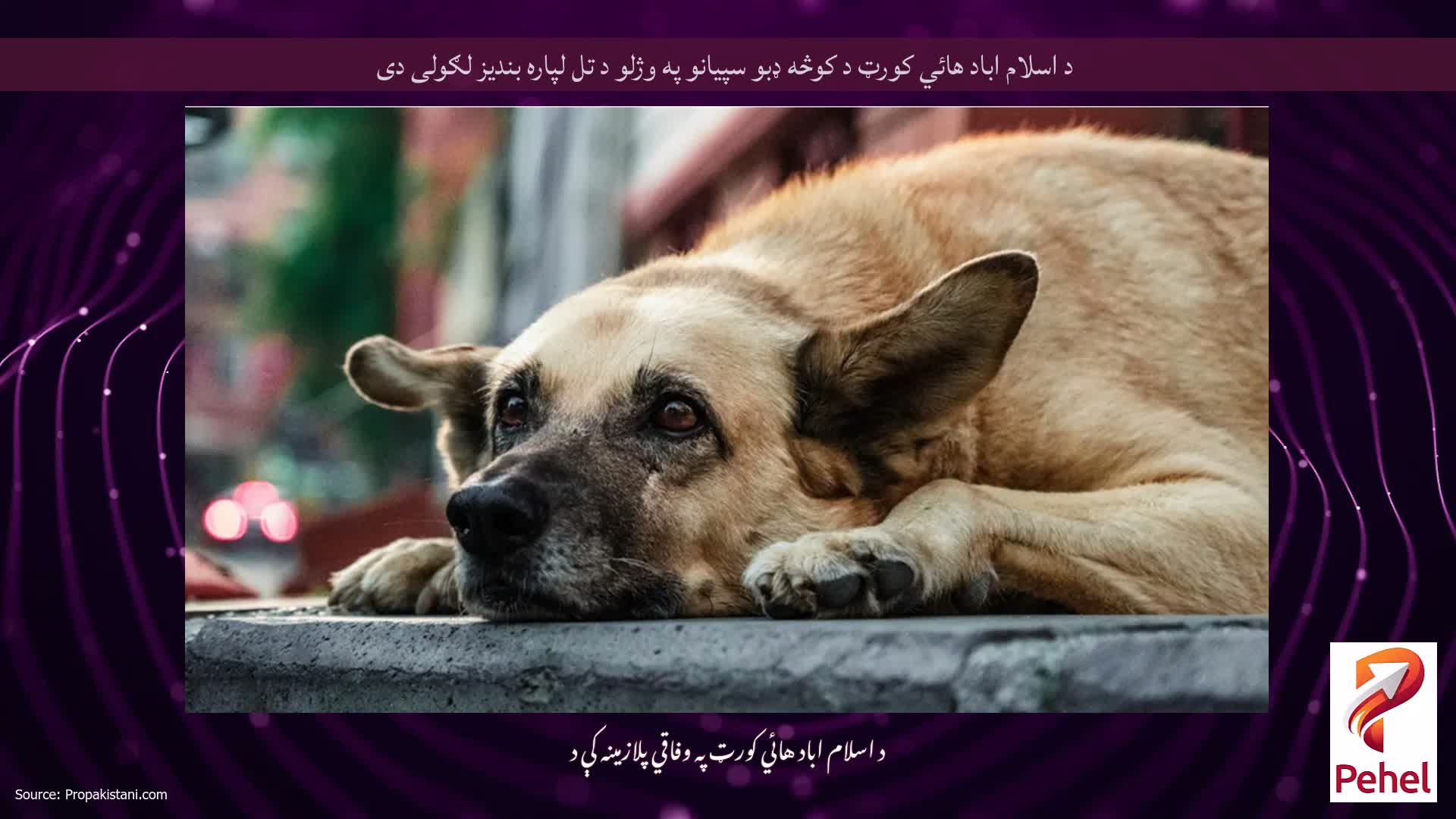 د اسلام اباد هائي کورټ د کوڅه ډبو سپيانو په وژلو د تل لپاره بنديز لګولی دی