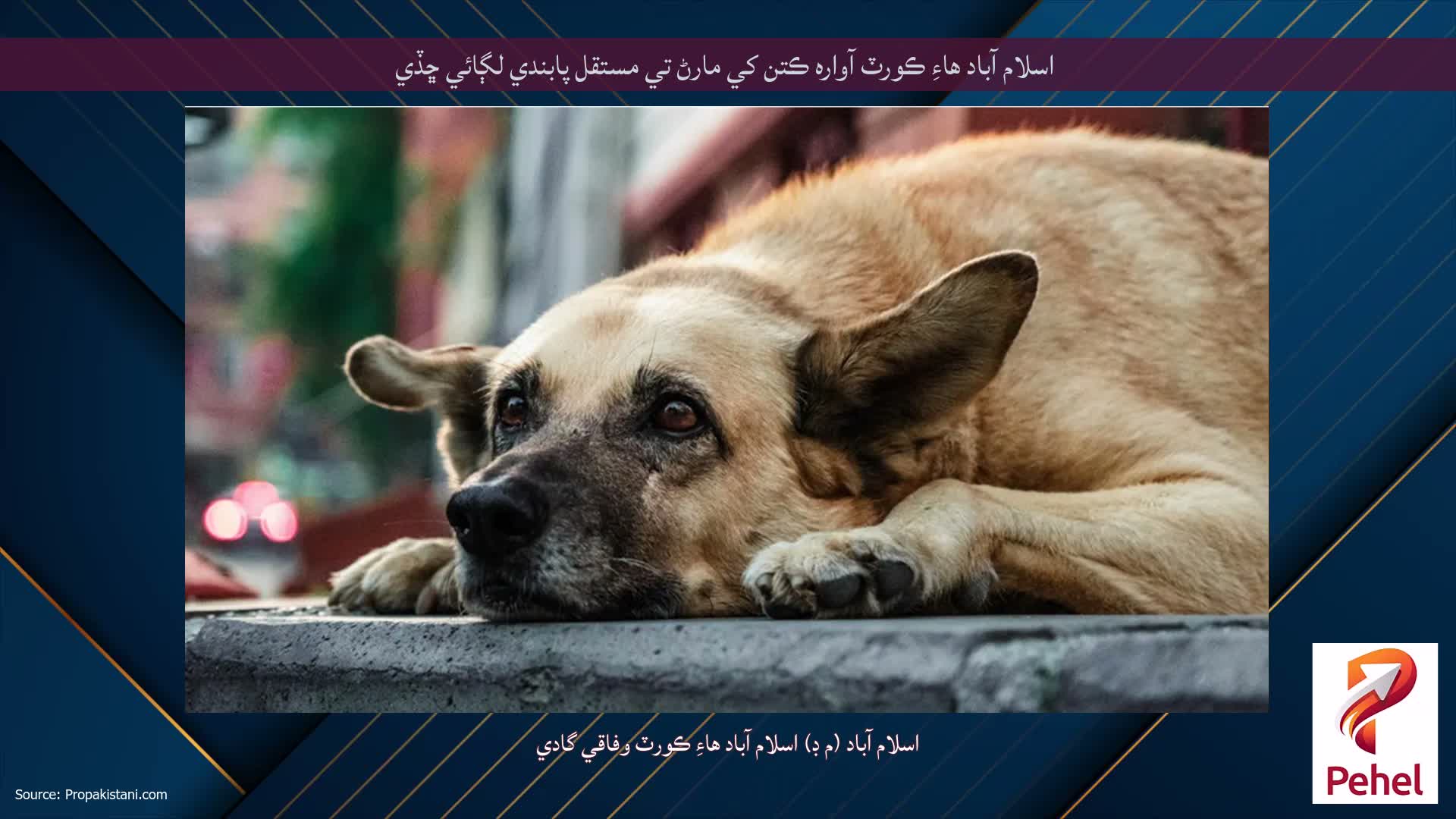 اسلام آباد هاءِ ڪورٽ آواره ڪتن کي مارڻ تي مستقل پابندي لڳائي ڇڏي