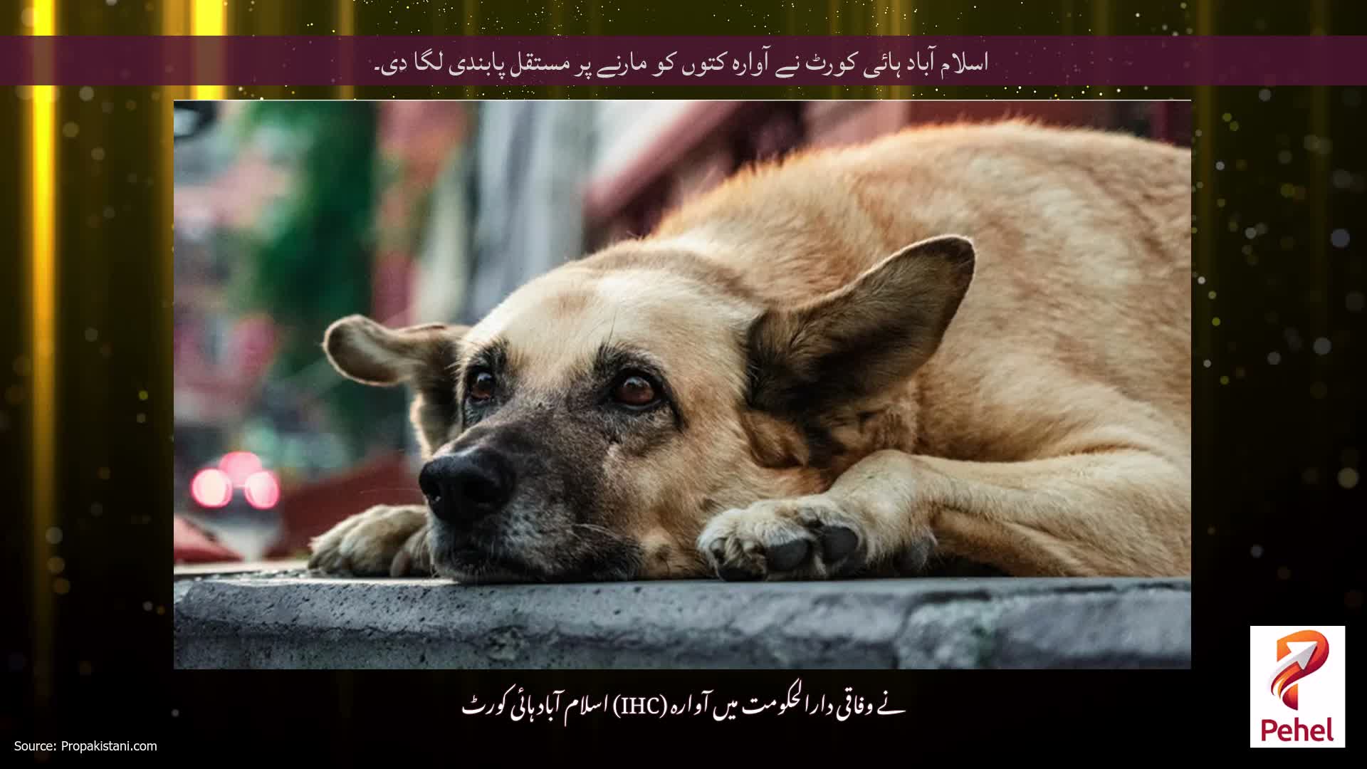 اسلام آباد ہائی کورٹ نے آوارہ کتوں کو مارنے پر مستقل پابندی لگا دی۔