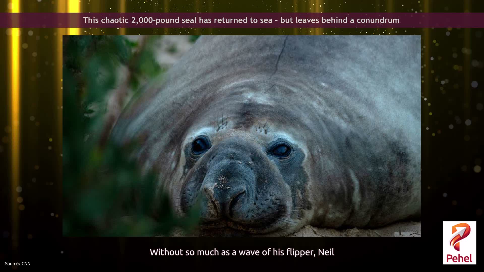This chaotic 2,000-pound seal has returned to sea – but leaves behind a conundrum