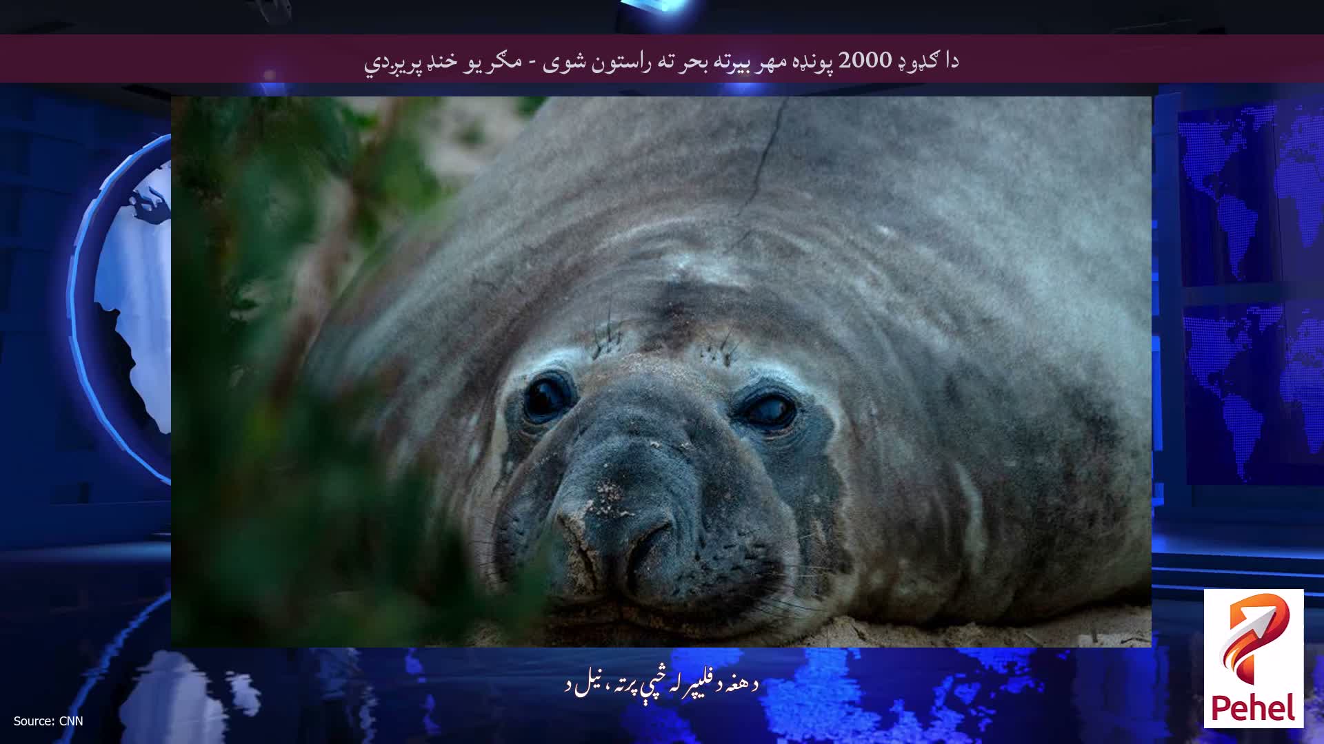دا ګډوډ 2000 پونډه مهر بیرته بحر ته راستون شوی - مګر یو خنډ پریږدي