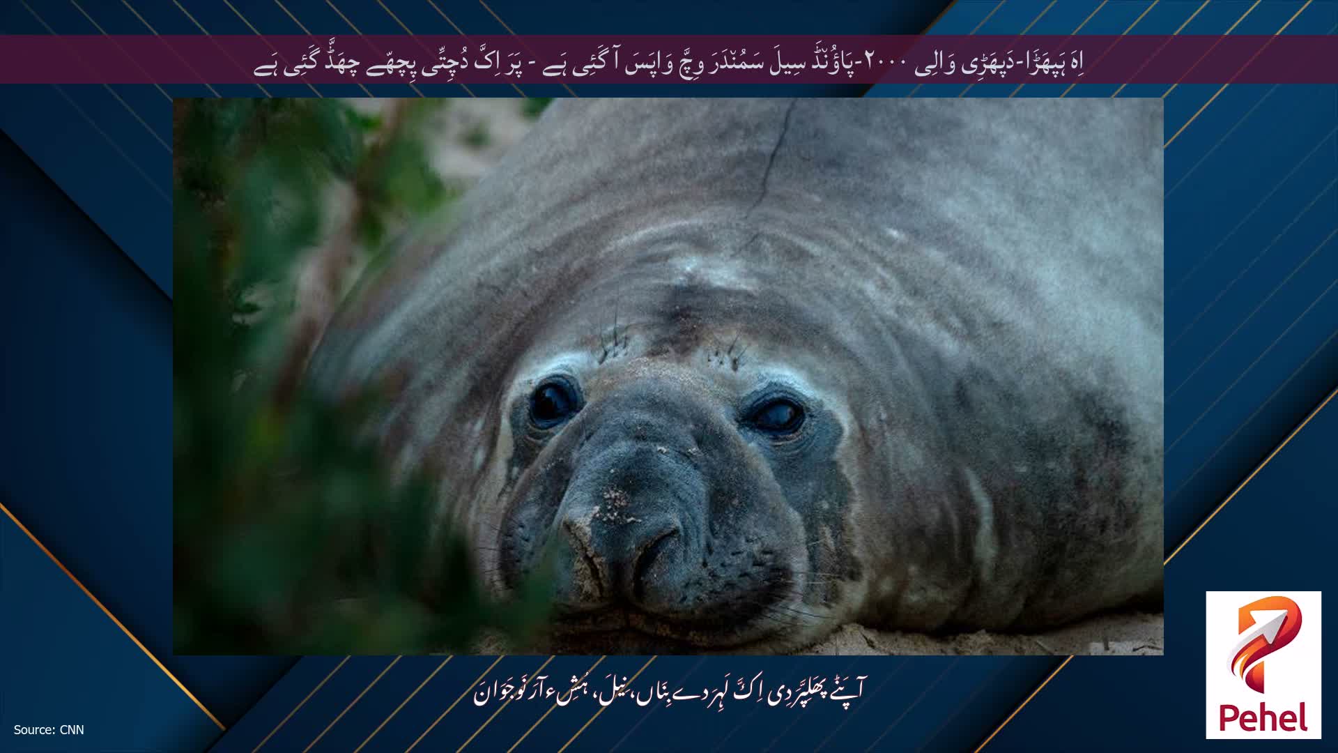 اِہَ ہَپھَڑَا-دَپھَڑِی وَالِی ۲۰۰۰-پَاؤُن٘ڈَ سِیلَ سَمُن٘دَرَ وِچَّ وَاپَسَ آ گَئِی ہَے - پَرَ اِکَّ دُچِتِّی پِچھّے چھَڈَّ گَئِی ہَے