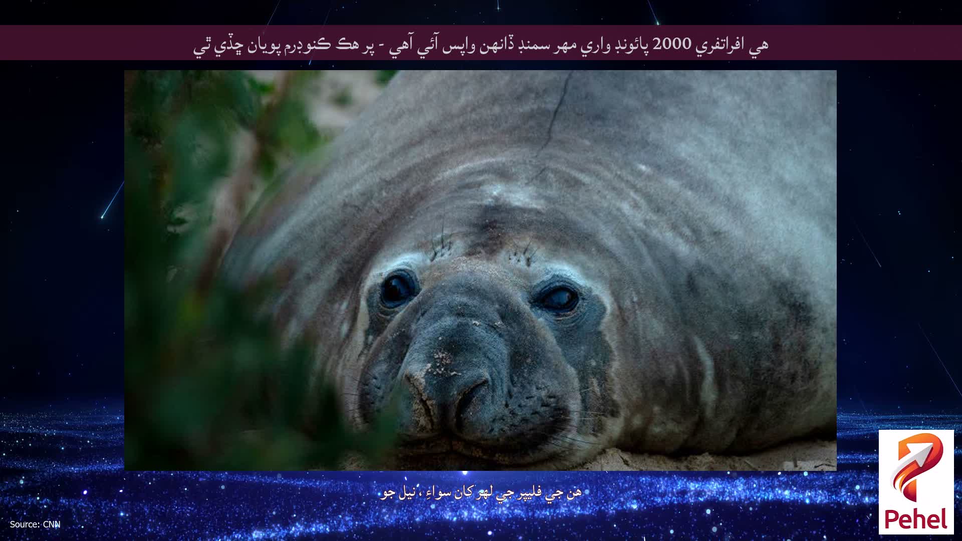 هي افراتفري 2000 پائونڊ واري مهر سمنڊ ڏانهن واپس آئي آهي - پر هڪ ڪنوڊرم پويان ڇڏي ٿي