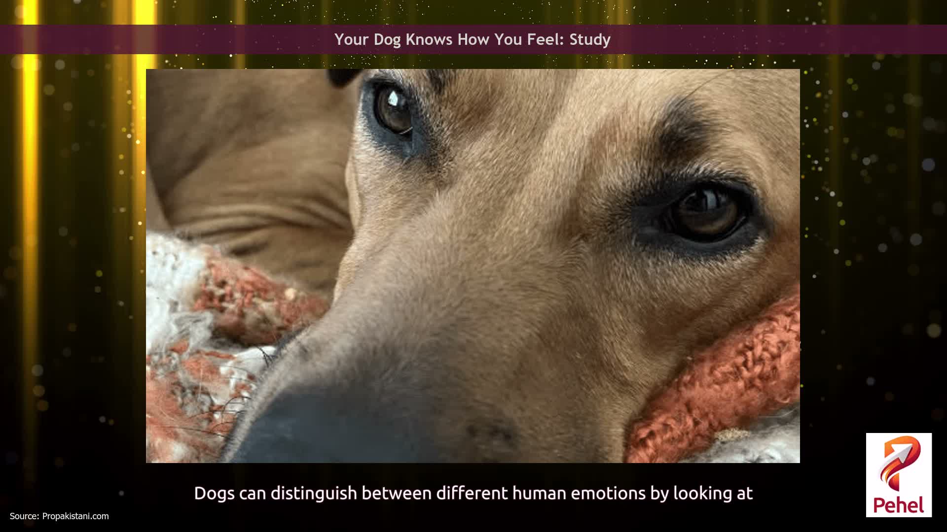 Your Dog Knows How You Feel: Study