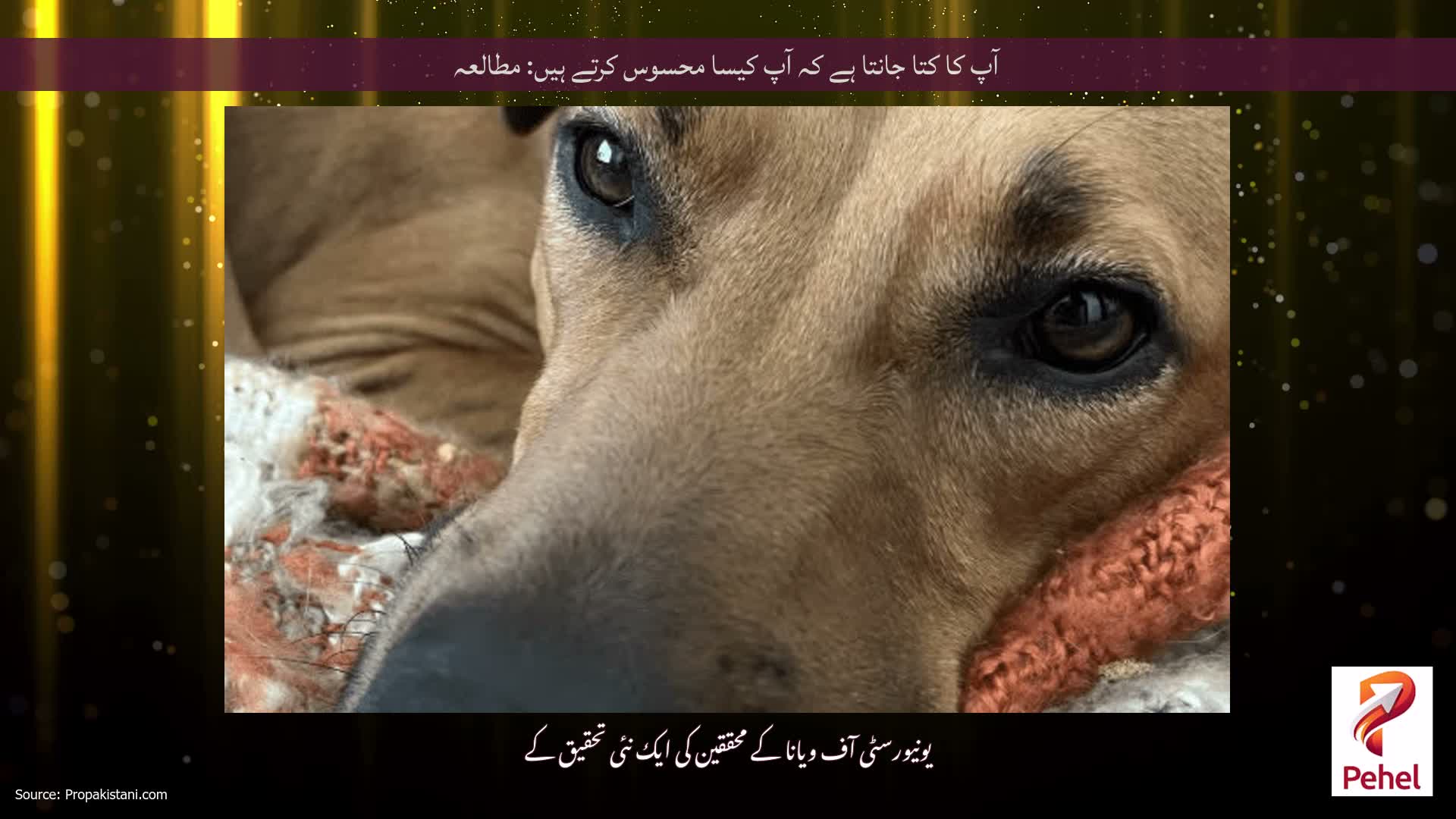 آپ کا کتا جانتا ہے کہ آپ کیسا محسوس کرتے ہیں: مطالعہ