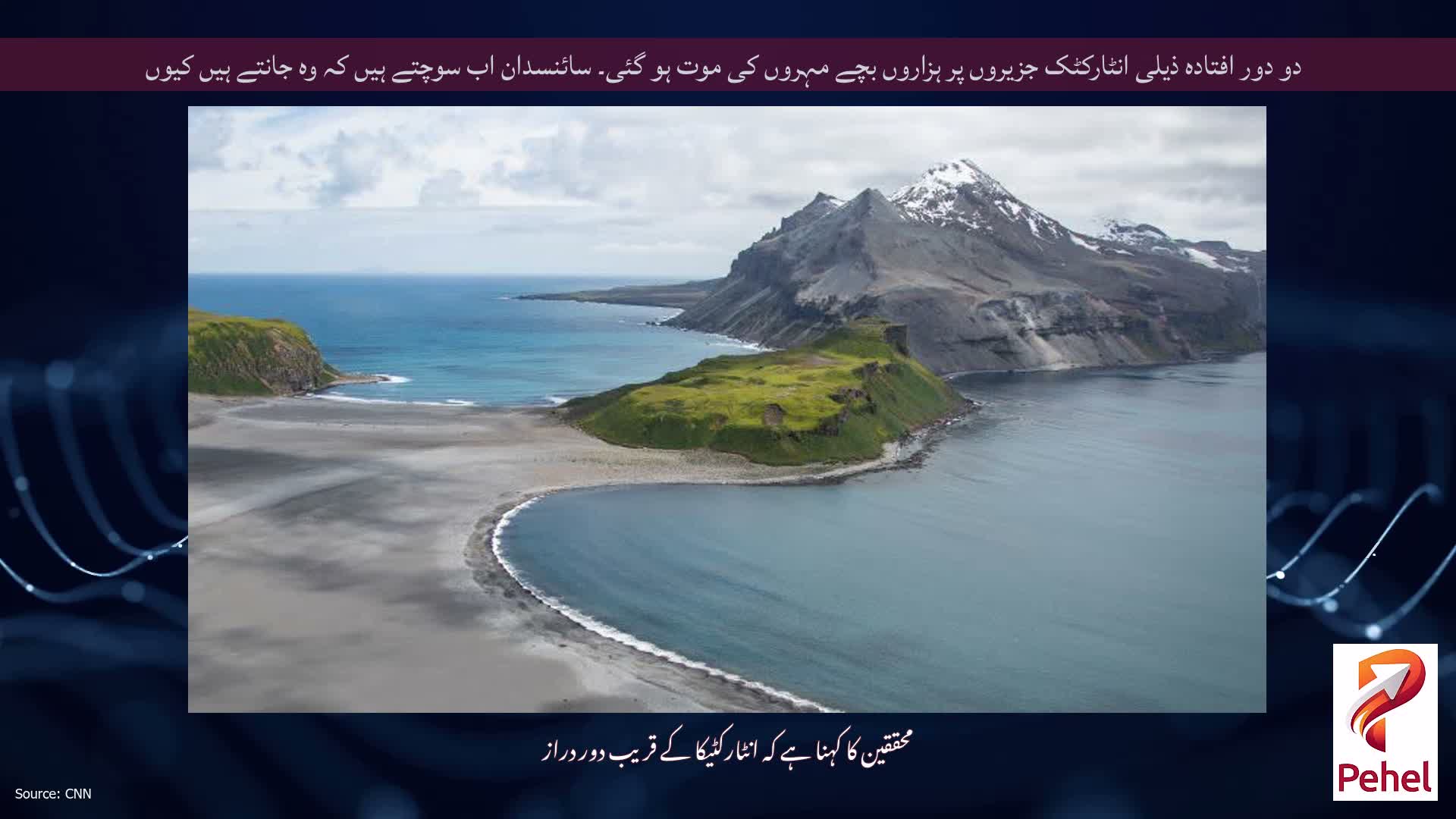 دو دور افتادہ ذیلی انٹارکٹک جزیروں پر ہزاروں بچے مہروں کی موت ہو گئی۔ سائنسدان اب سوچتے ہیں کہ وہ جانتے ہیں کیوں