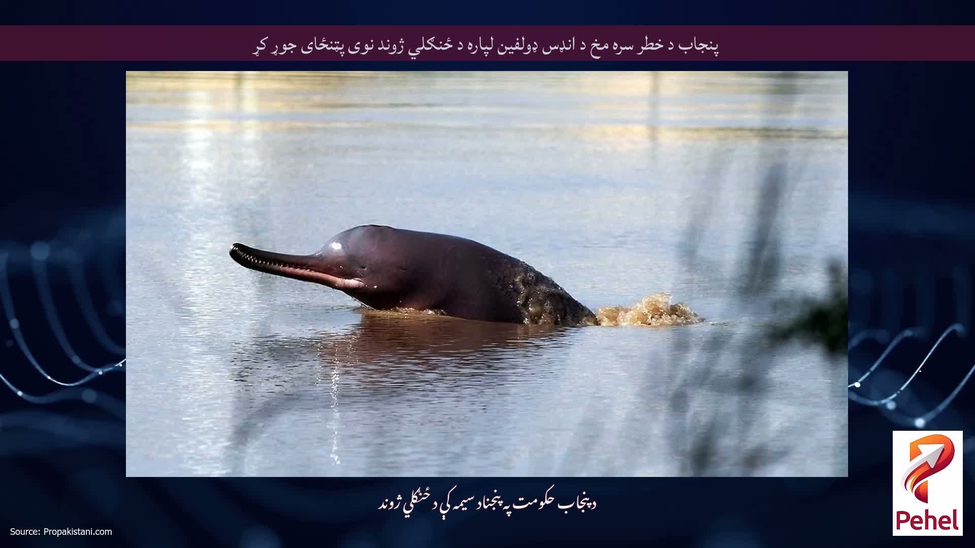 پنجاب د خطر سره مخ د انډس ډولفین لپاره د ځنګلي ژوند نوی پټنځای جوړ کړ