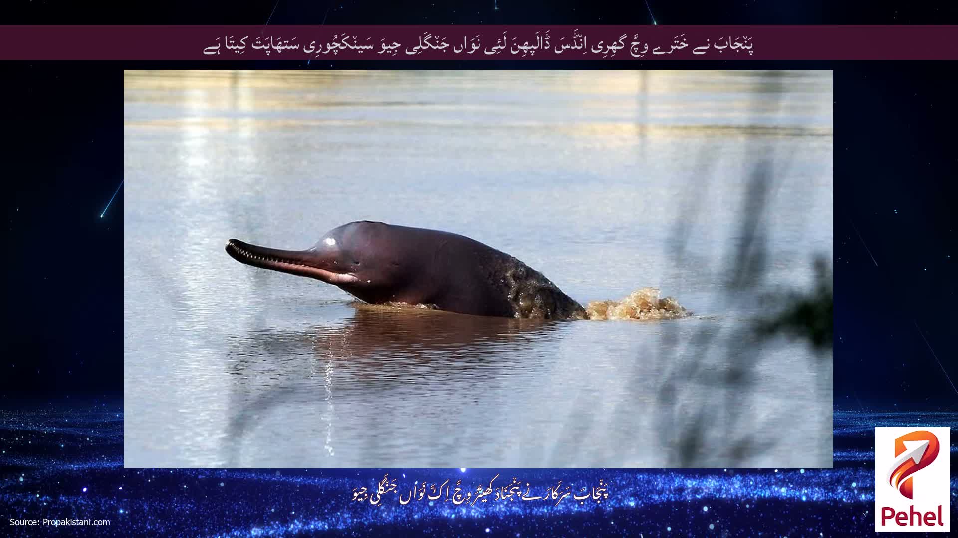 پَن٘جَابَ نے خَتَرے وِچَّ گھِرِی اِن٘ڈَسَ ڈَالَپھِنَ لَئِی نَوَاں جَن٘گَلِی جِیوَ سَین٘کَچُورِی سَتھَاپَتَ کِیتَا ہَے