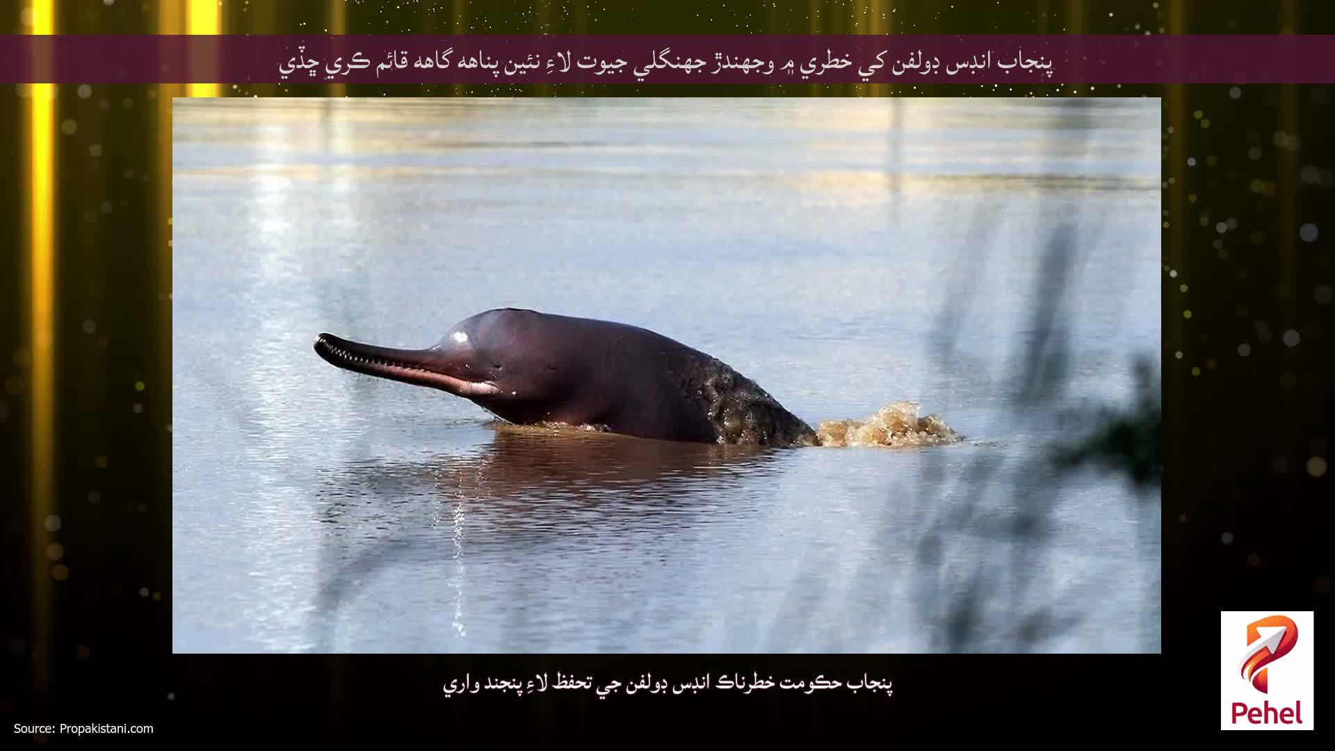 پنجاب انڊس ڊولفن کي خطري ۾ وجهندڙ جهنگلي جيوت لاءِ نئين پناهه گاهه قائم ڪري ڇڏي