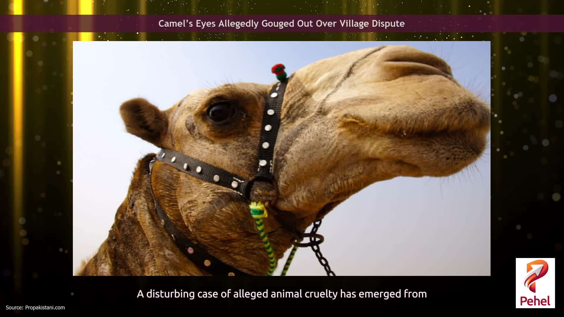 Camel’s Eyes Allegedly Gouged Out Over Village Dispute