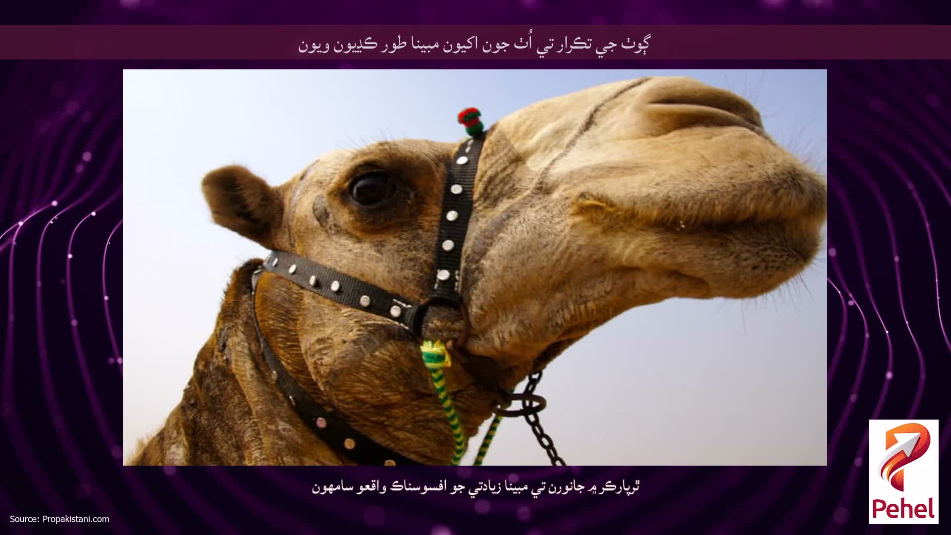 ڳوٺ جي تڪرار تي اُٺ جون اکيون مبينا طور ڪڍيون ويون