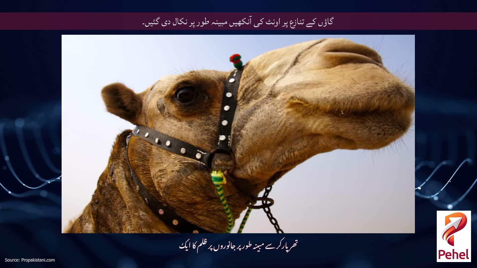 گاؤں کے تنازع پر اونٹ کی آنکھیں مبینہ طور پر نکال دی گئیں۔