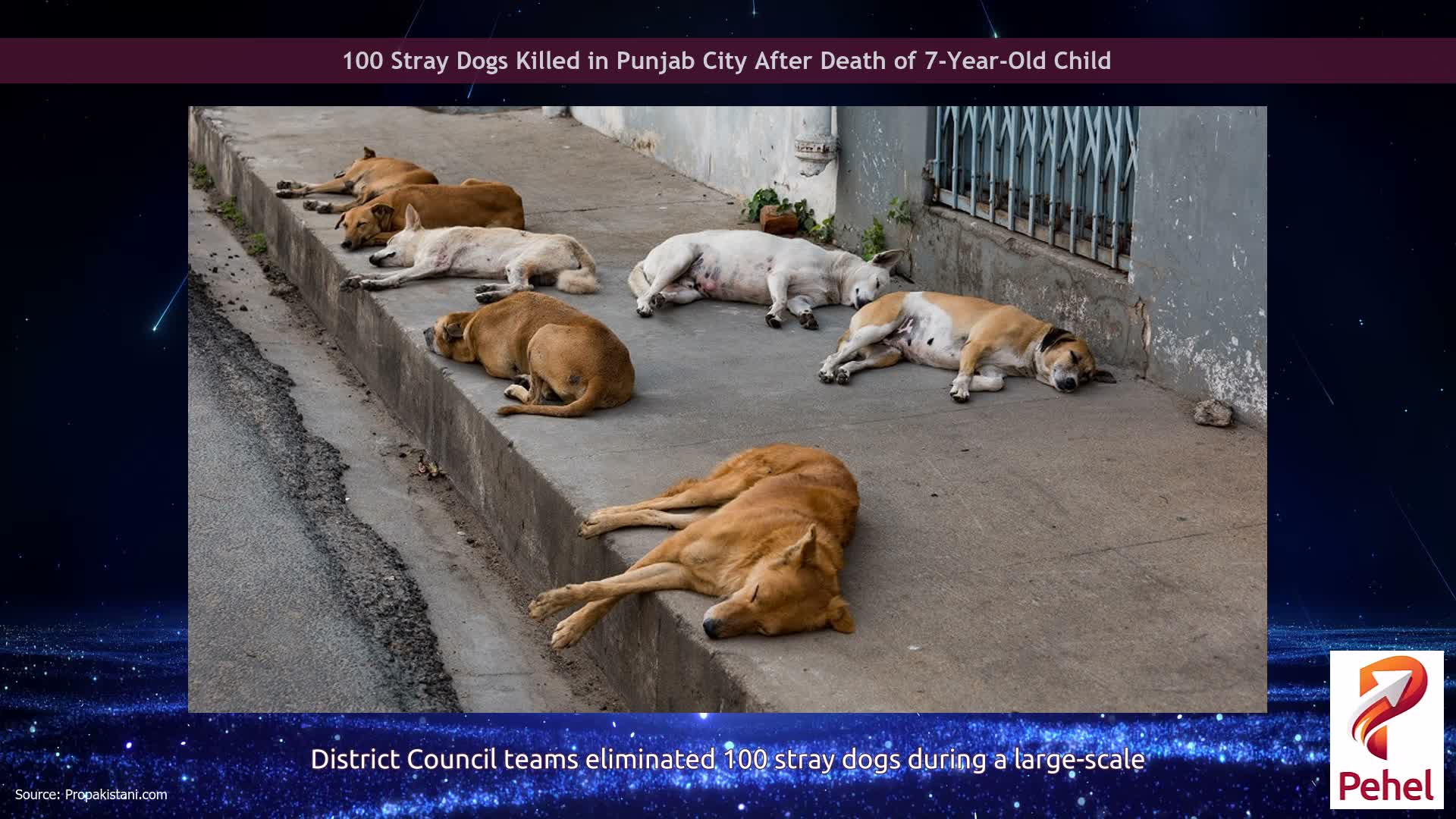 100 Stray Dogs Killed in Punjab City After Death of 7-Year-Old Child