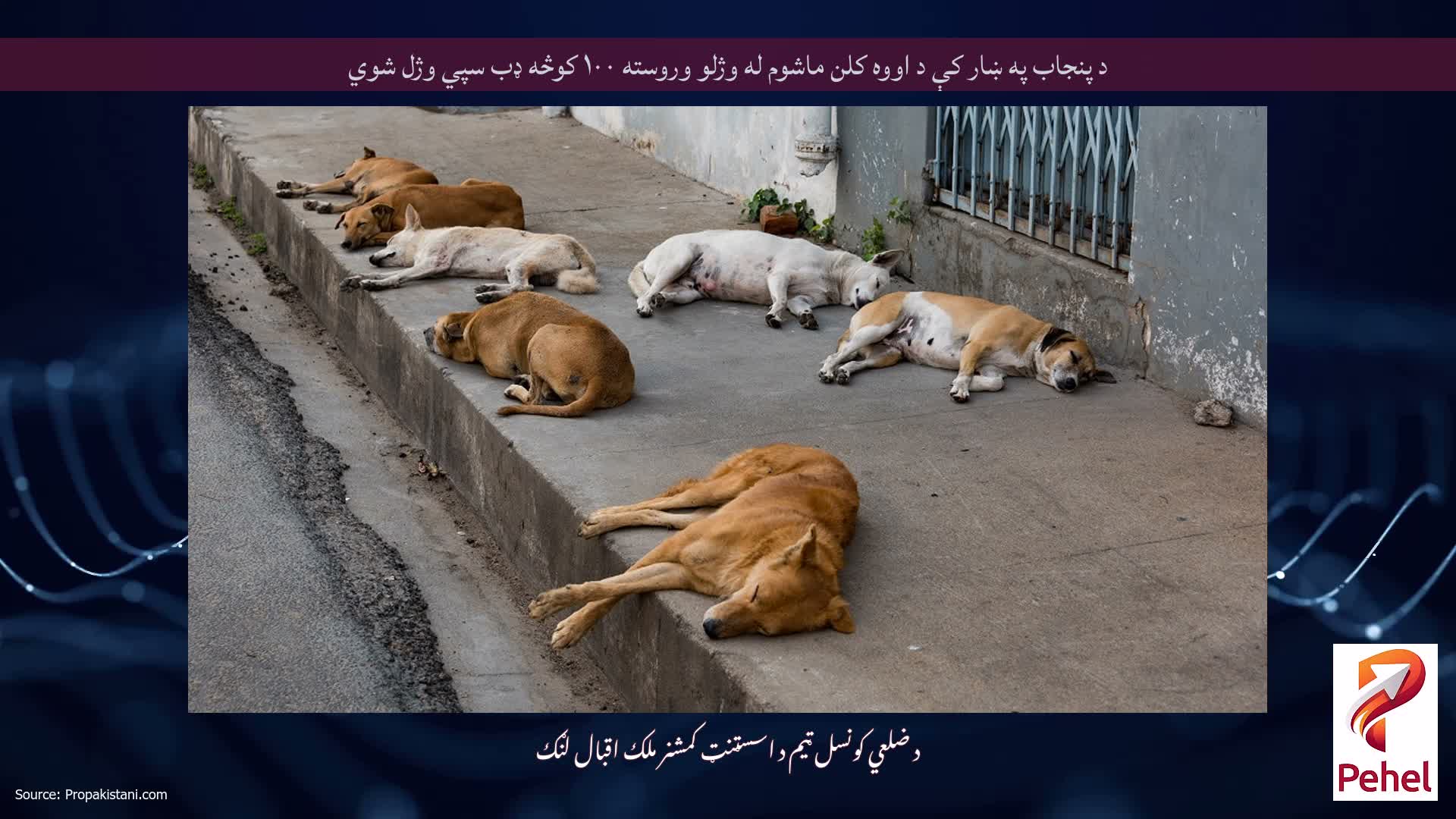 د پنجاب په ښار کې د اووه کلن ماشوم له وژلو وروسته ۱۰۰ کوڅه ډب سپي وژل شوي