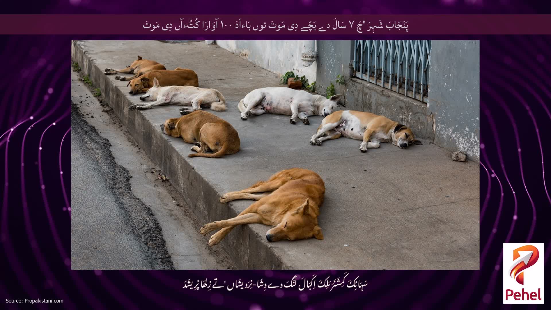 پَن٘جَابَ شَہِرَ 'چَ ۷ سَالَ دے بَچّے دِی مَوتَ توں بَاءاَدَ ۱۰۰ آوَارَا کُتِّءآں دِی مَوتَ