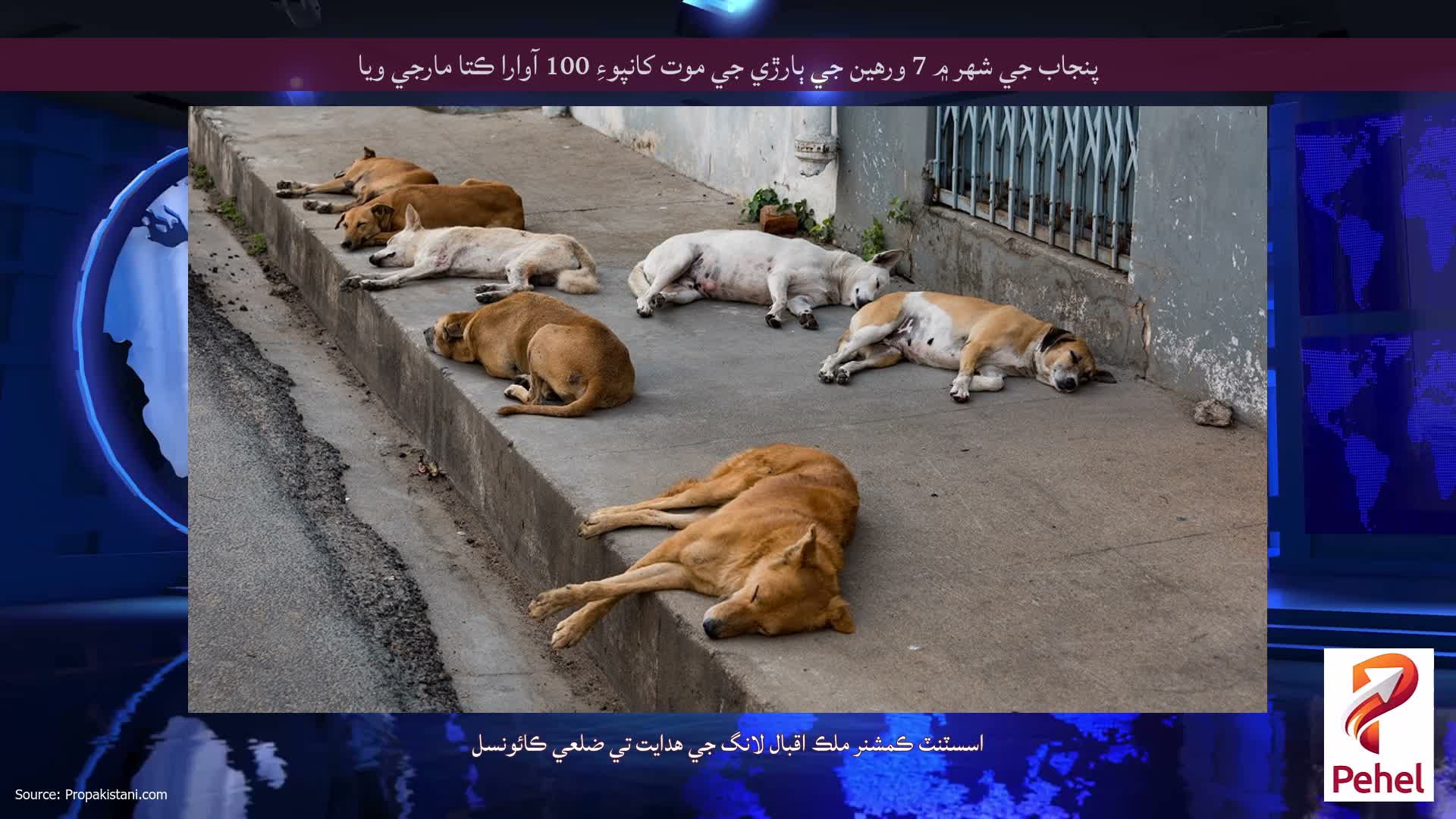 پنجاب جي شهر ۾ 7 ورهين جي ٻارڙي جي موت کانپوءِ 100 آوارا ڪتا مارجي ويا