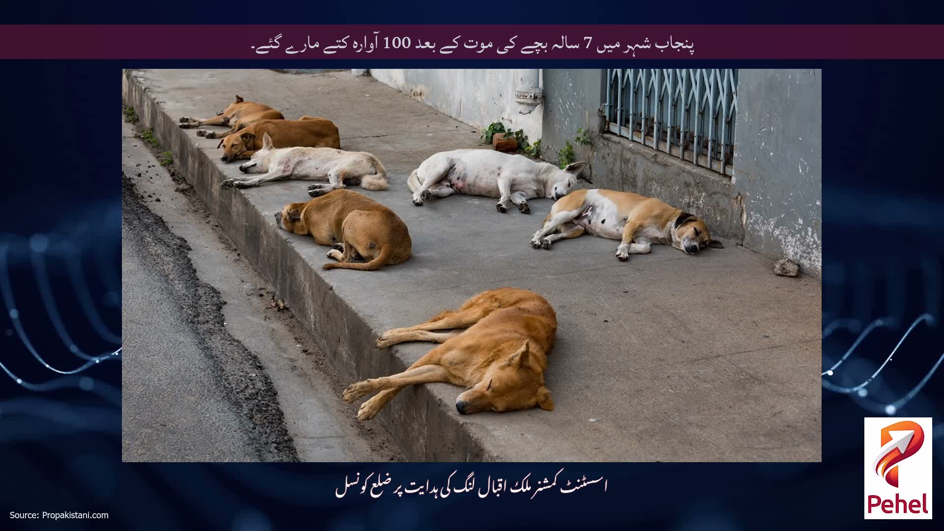 پنجاب شہر میں 7 سالہ بچے کی موت کے بعد 100 آوارہ کتے مارے گئے۔