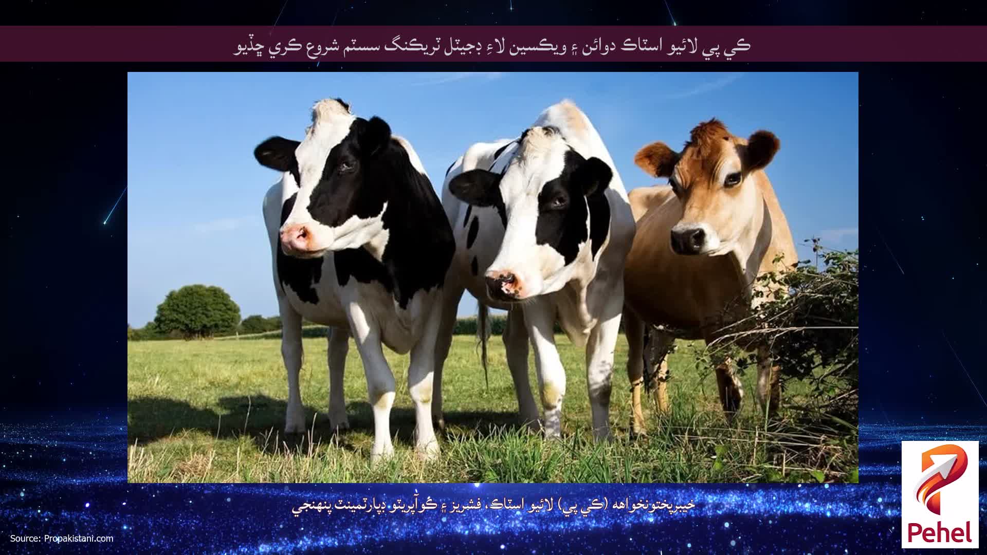 ڪي پي لائيو اسٽاڪ دوائن ۽ ويڪسين لاءِ ڊجيٽل ٽريڪنگ سسٽم شروع ڪري ڇڏيو