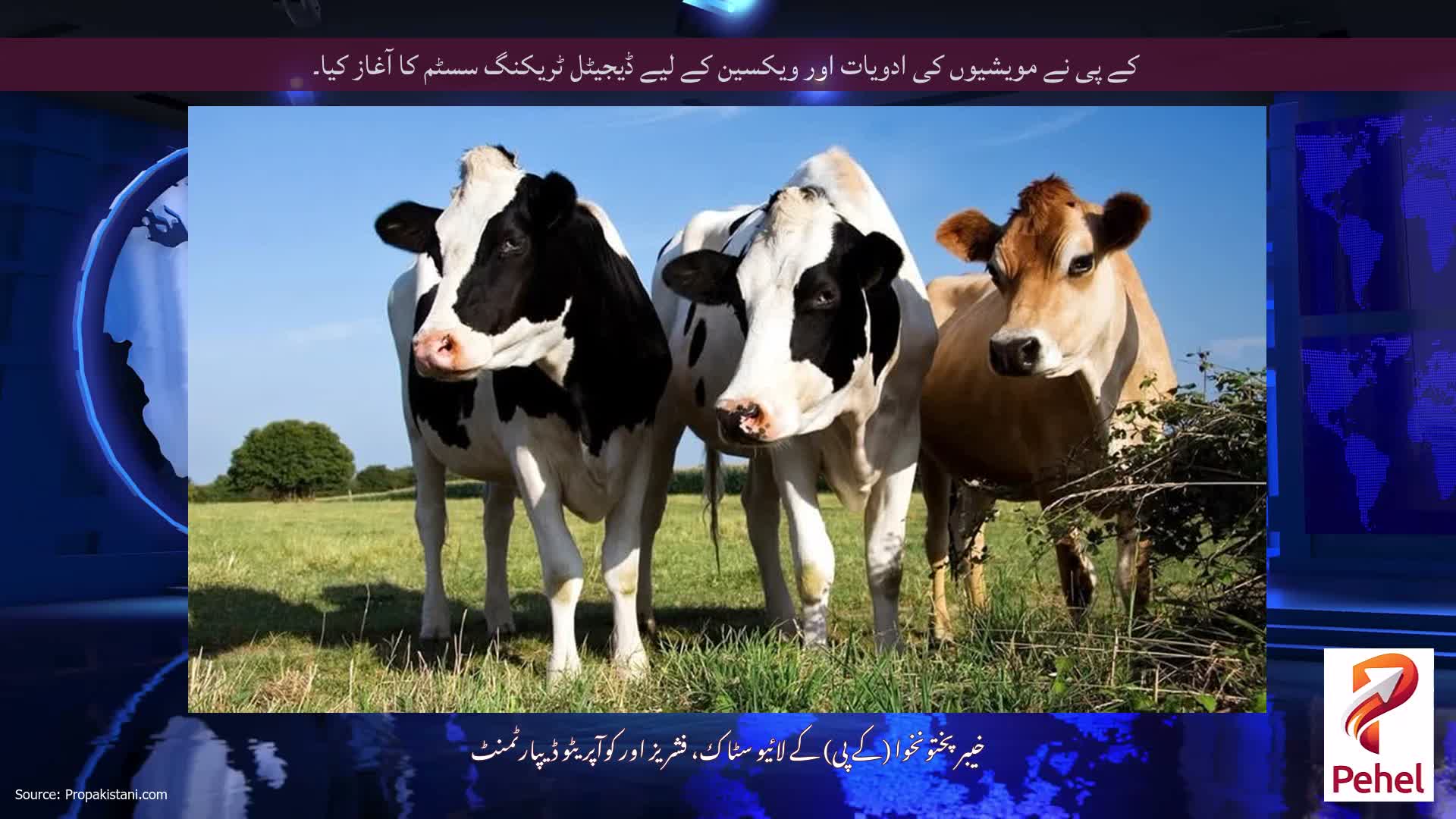 کے پی نے مویشیوں کی ادویات اور ویکسین کے لیے ڈیجیٹل ٹریکنگ سسٹم کا آغاز کیا۔