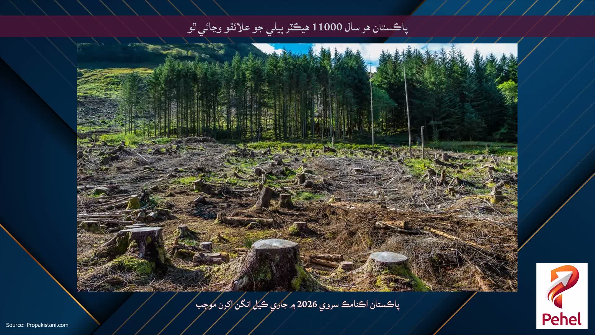 پاڪستان هر سال 11000 هيڪٽر ٻيلي جو علائقو وڃائي ٿو